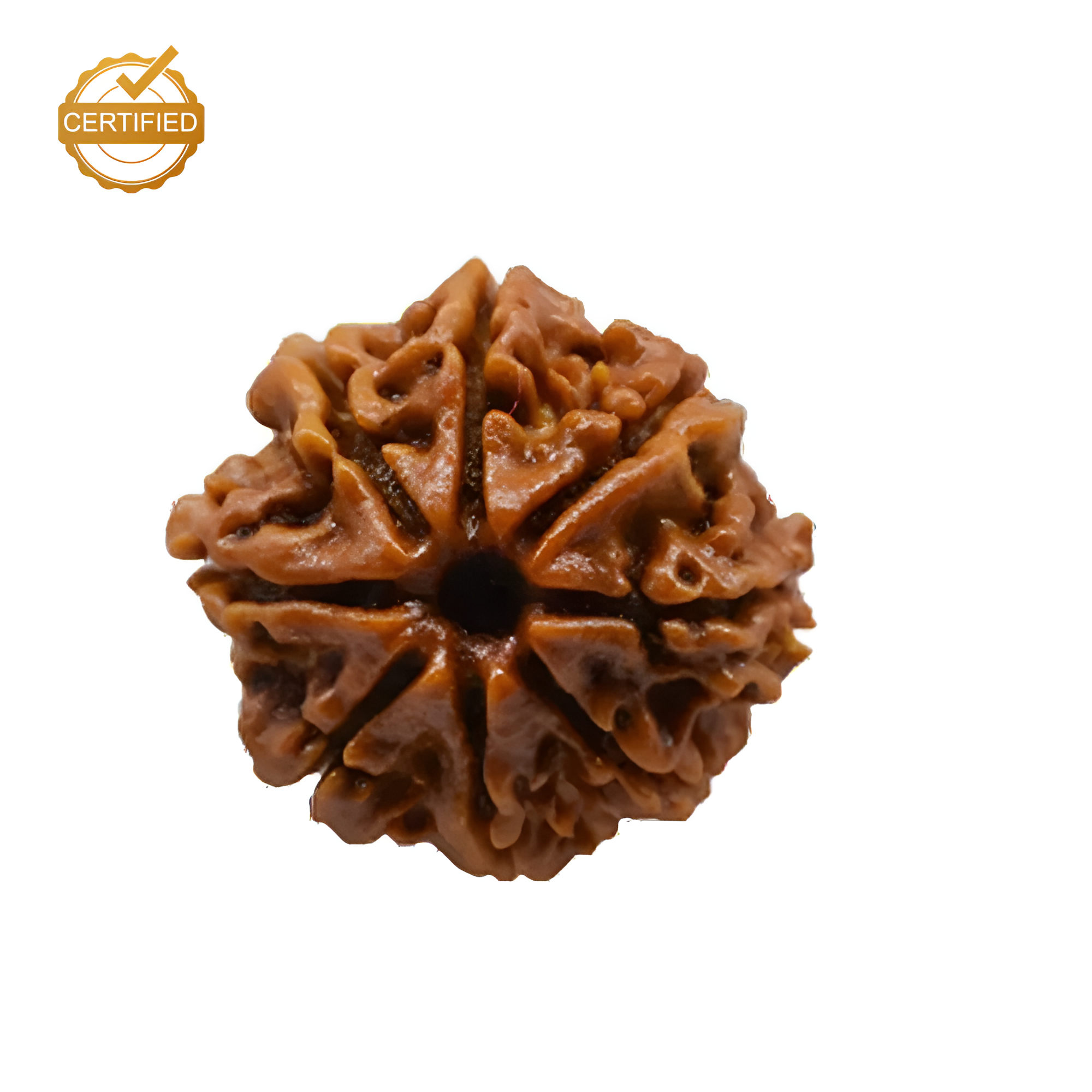 8 mukhi Rudraksha (Nepali)