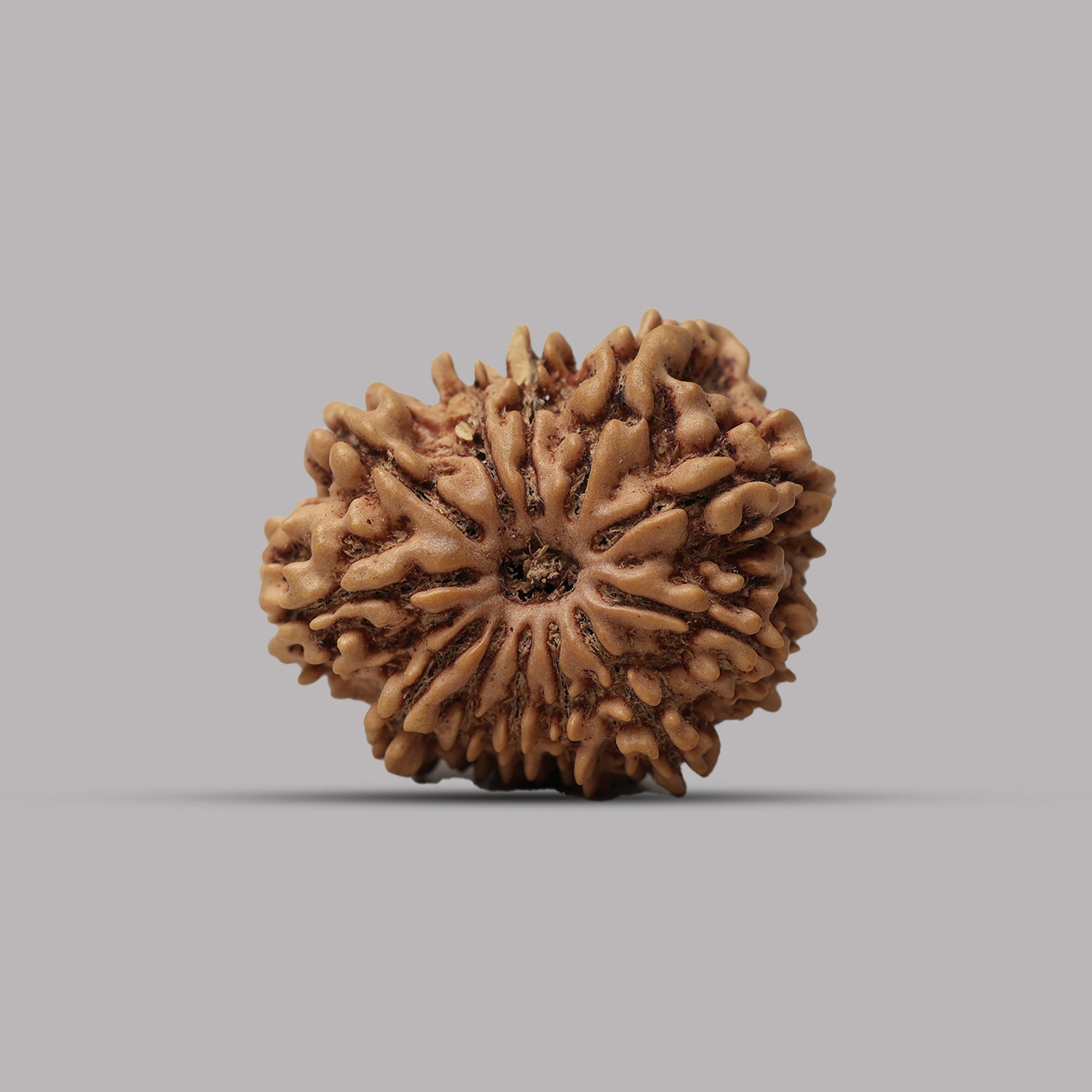 12 Mukhi Rudraksha