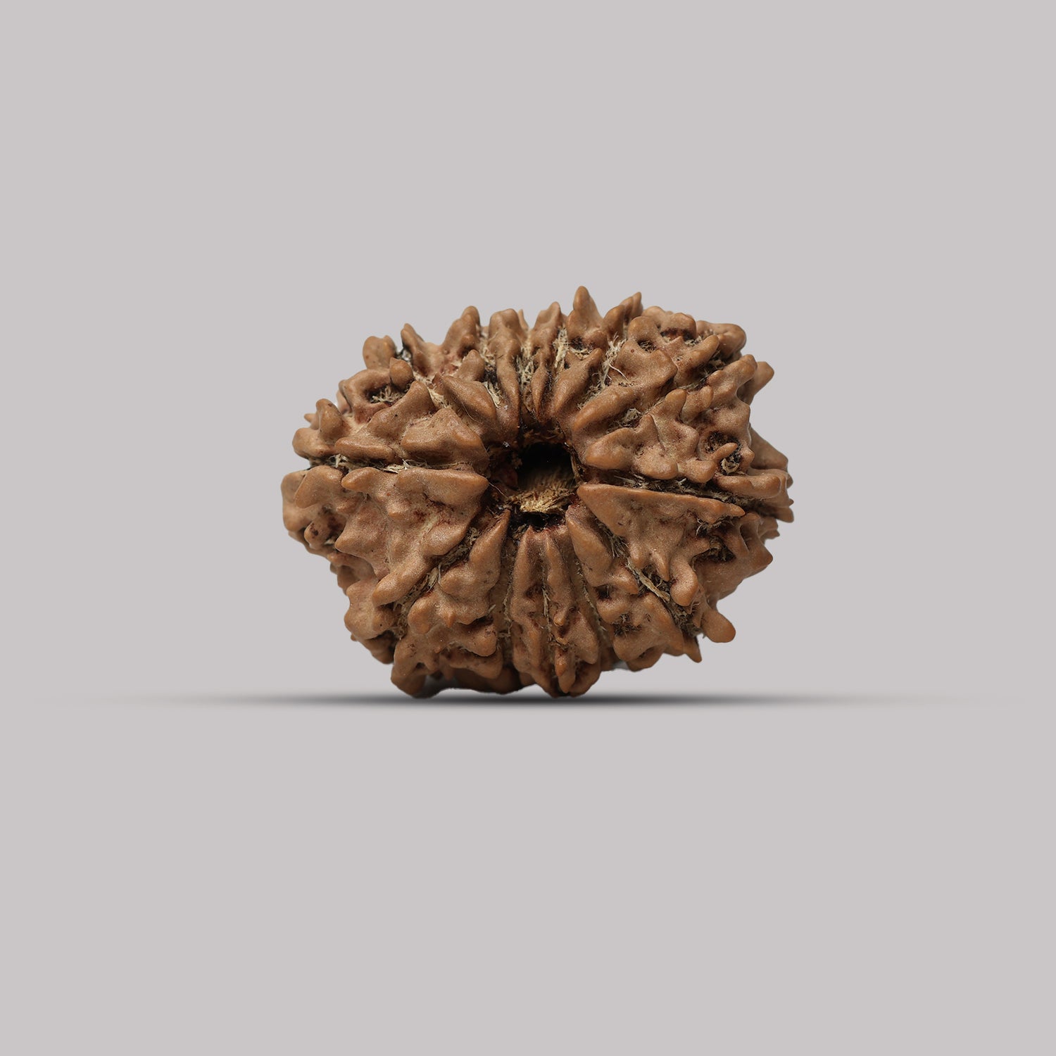 13 Mukhi Rudraksha