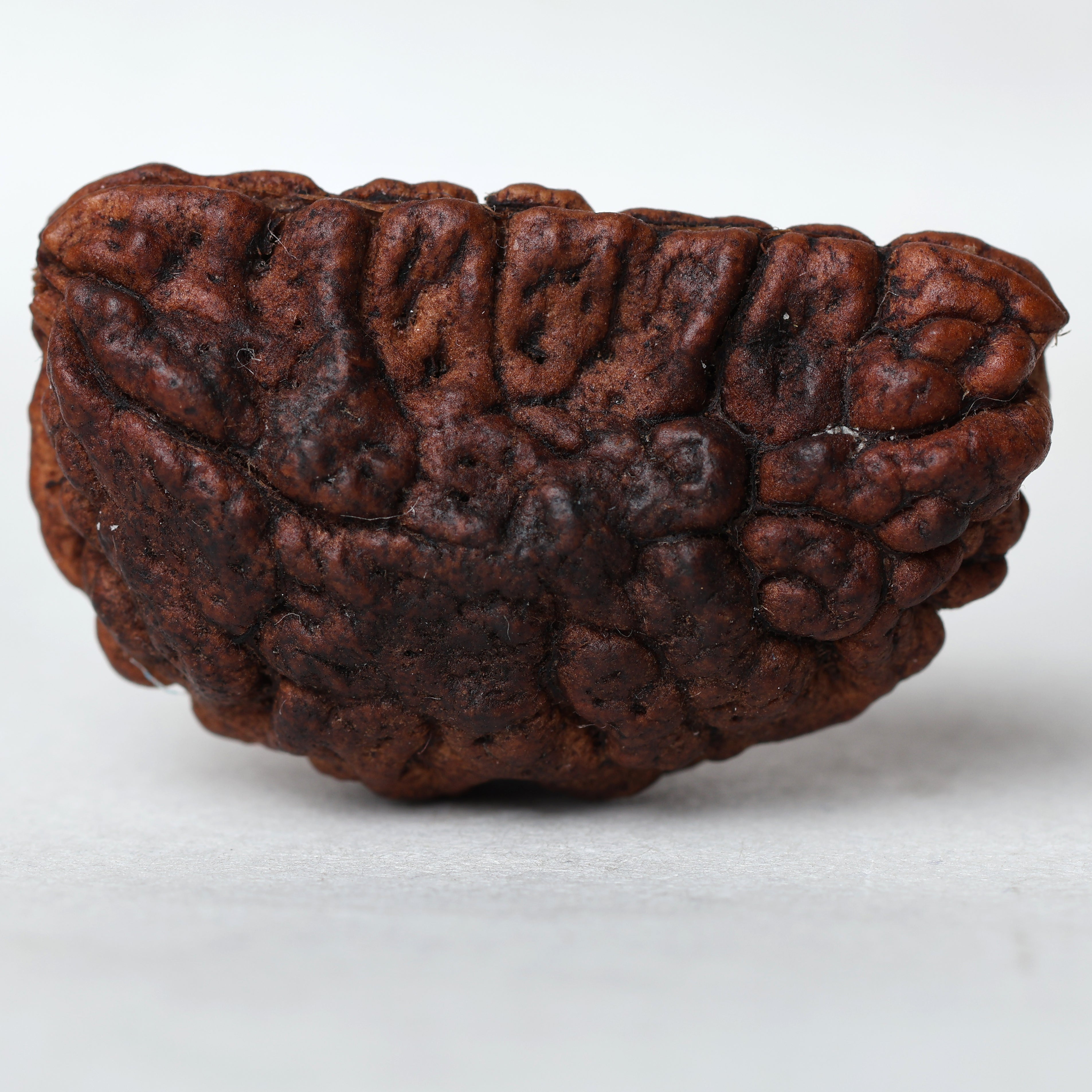 1 Mukhi Rudraksha