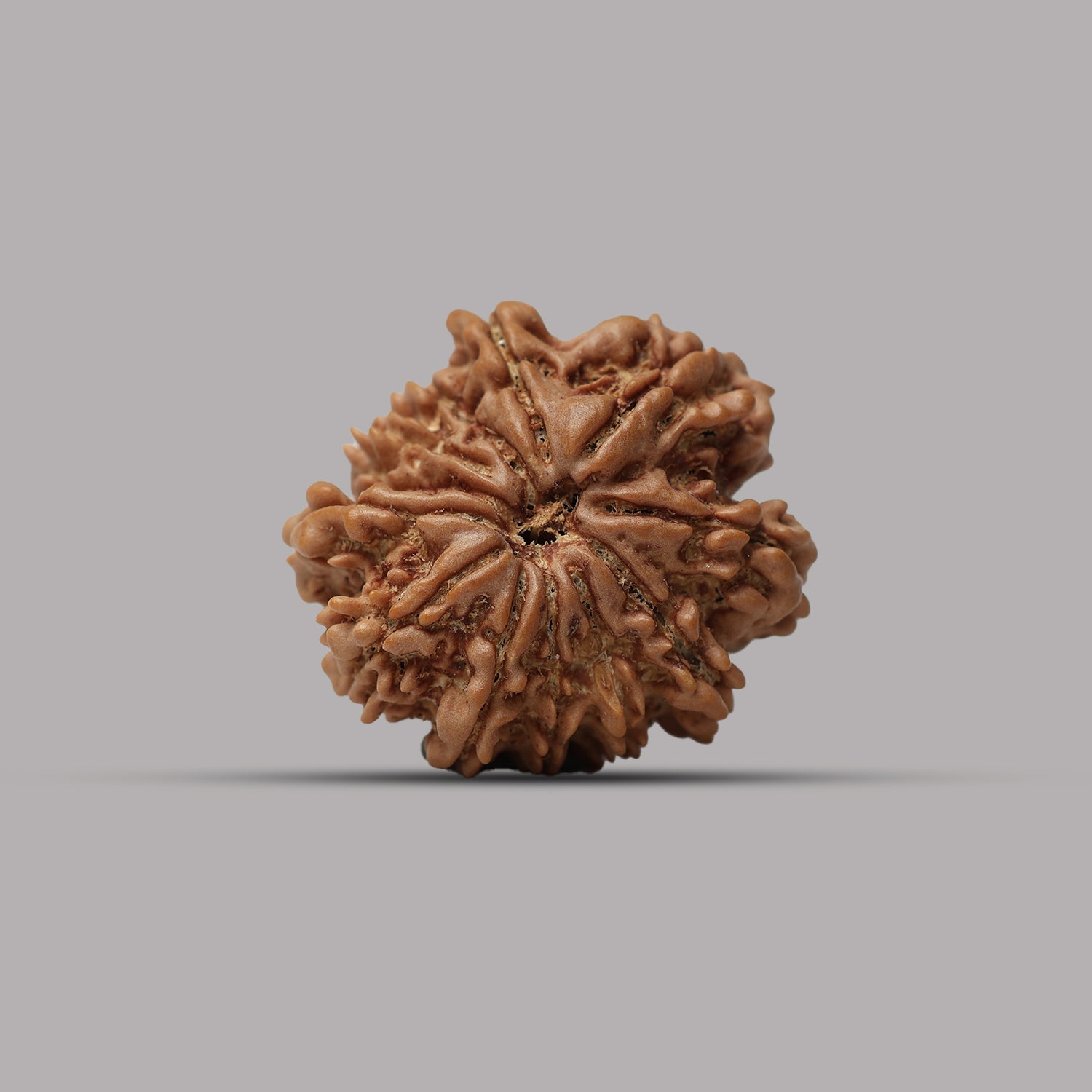 12 Mukhi Rudraksha