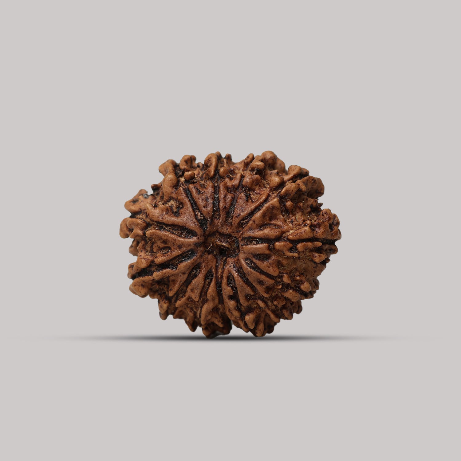 13 Mukhi Rudraksha