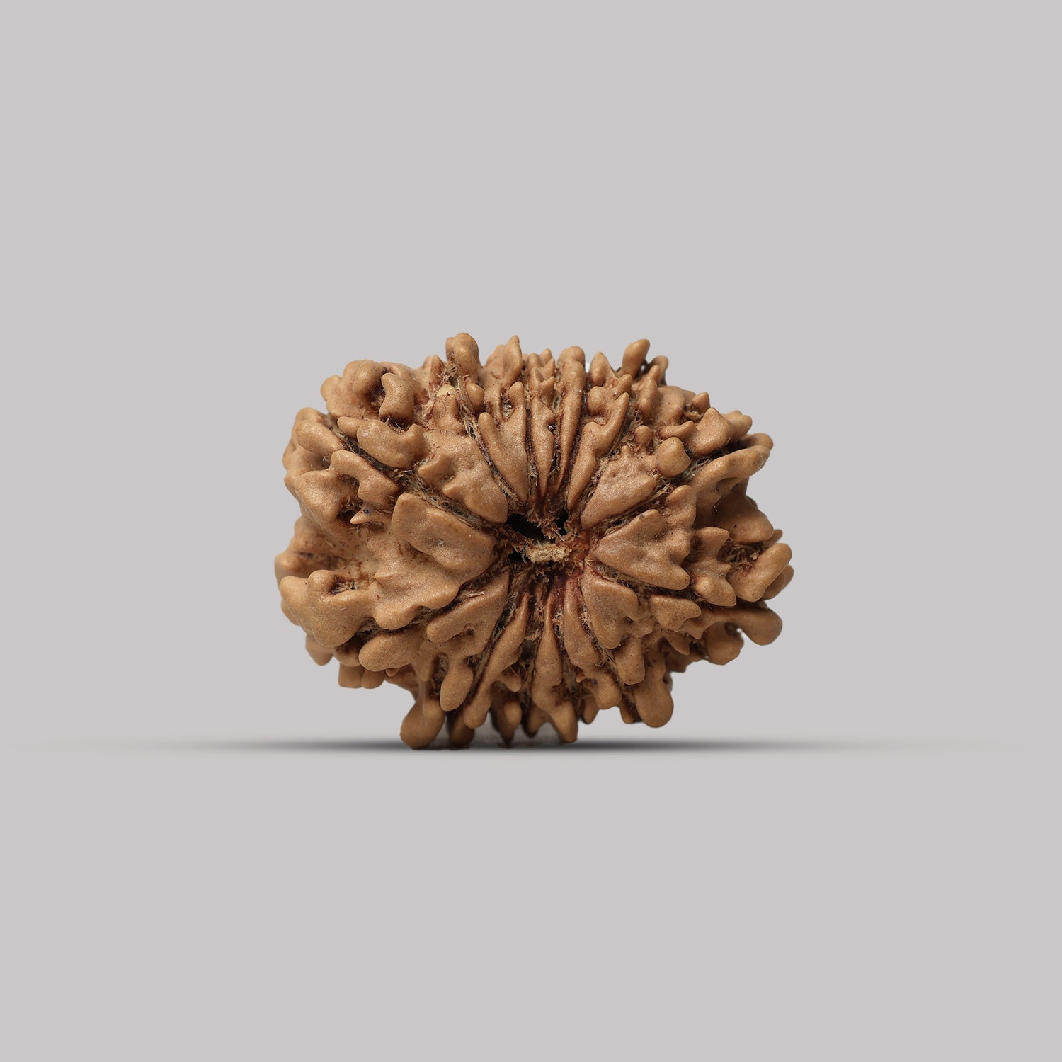 13 Mukhi Rudraksha