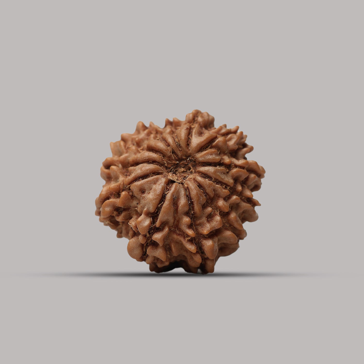 12 Mukhi Rudraksha