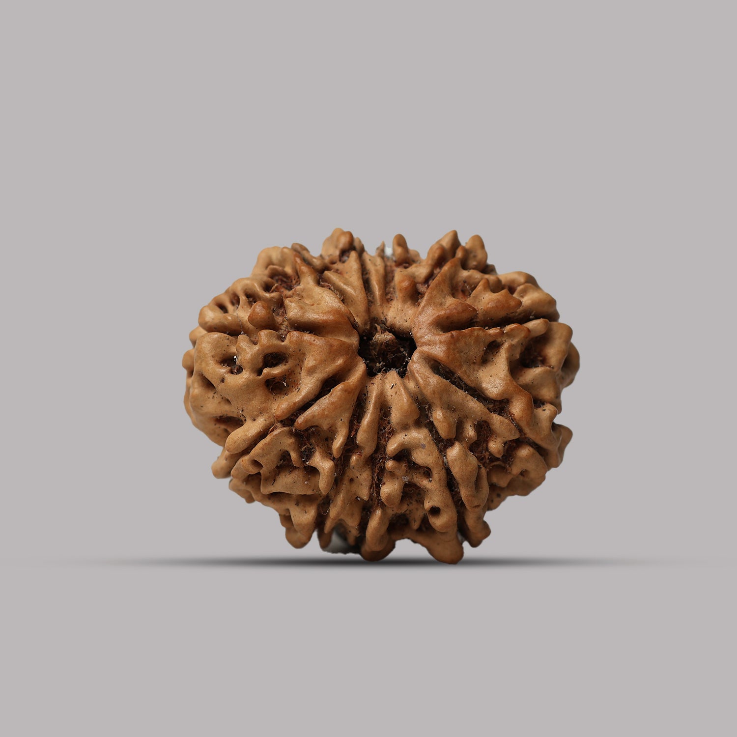 11 Mukhi Rudraksha
