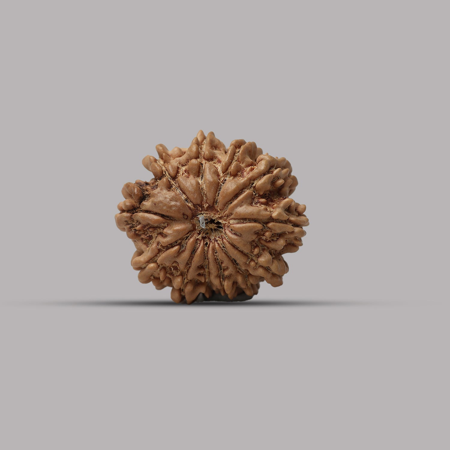 12 Mukhi Rudraksha