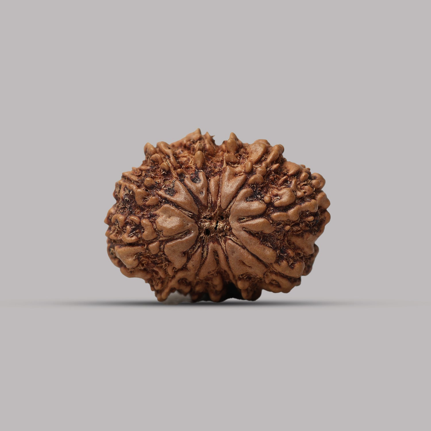 12 Mukhi Rudraksha