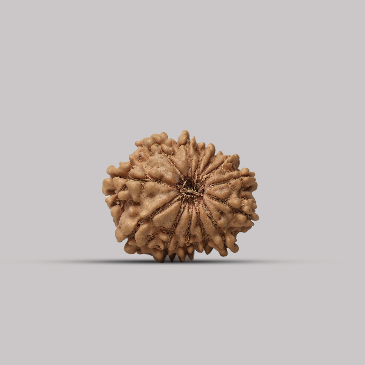 13 Mukhi Rudraksha