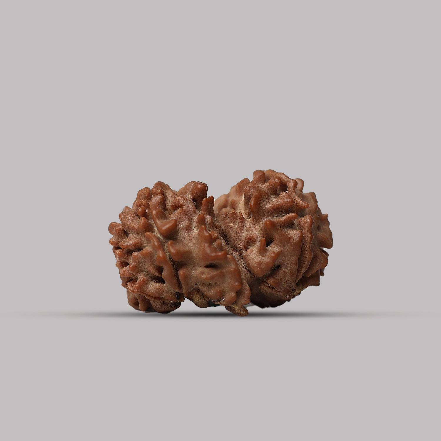 Gauri Shankar Rudraksha
