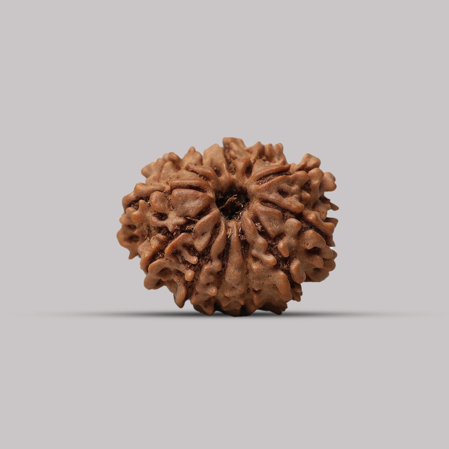 12 Mukhi Rudraksha