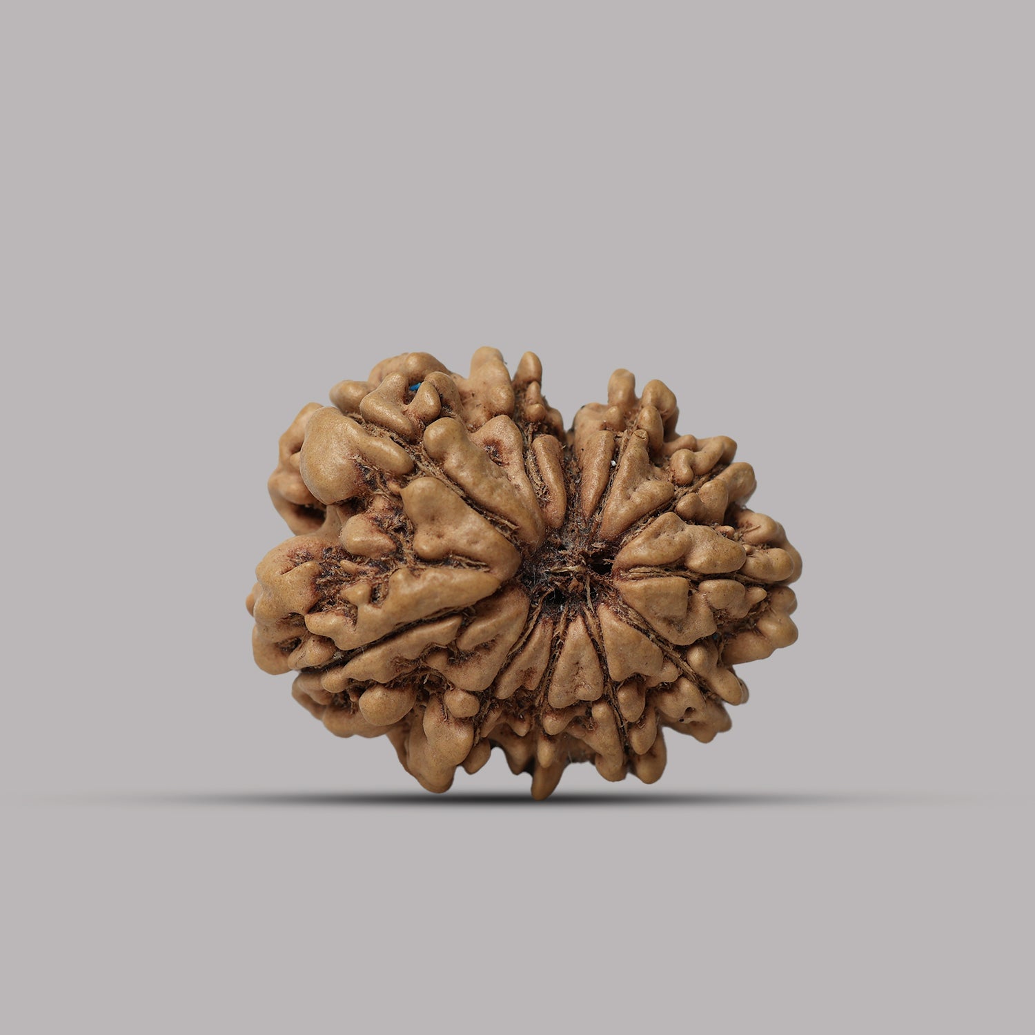 11 Mukhi Rudraksha