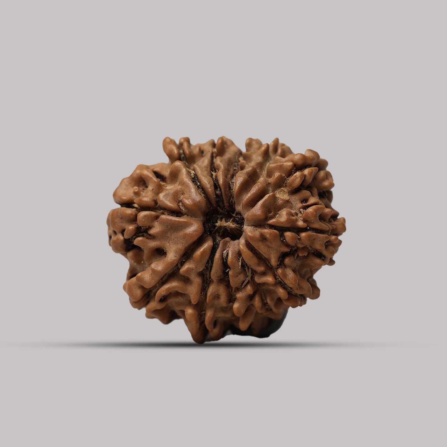 12 Mukhi Rudraksha