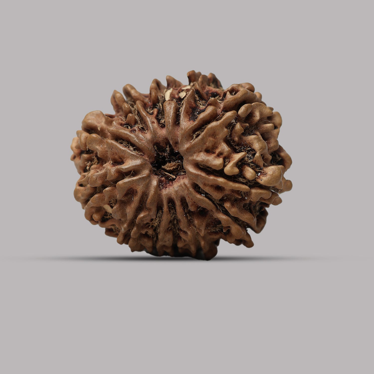 12 Mukhi Rudraksha