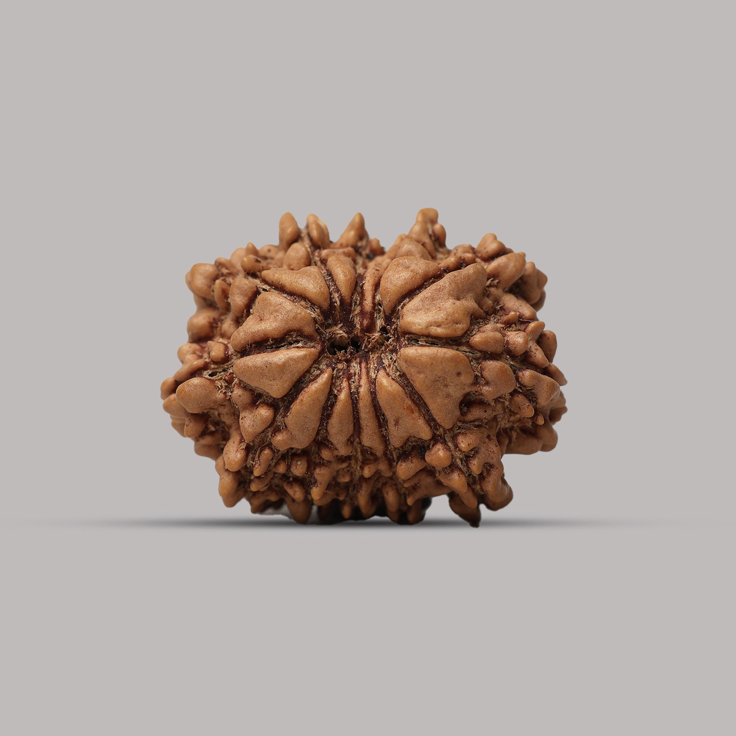 12 Mukhi Rudraksha