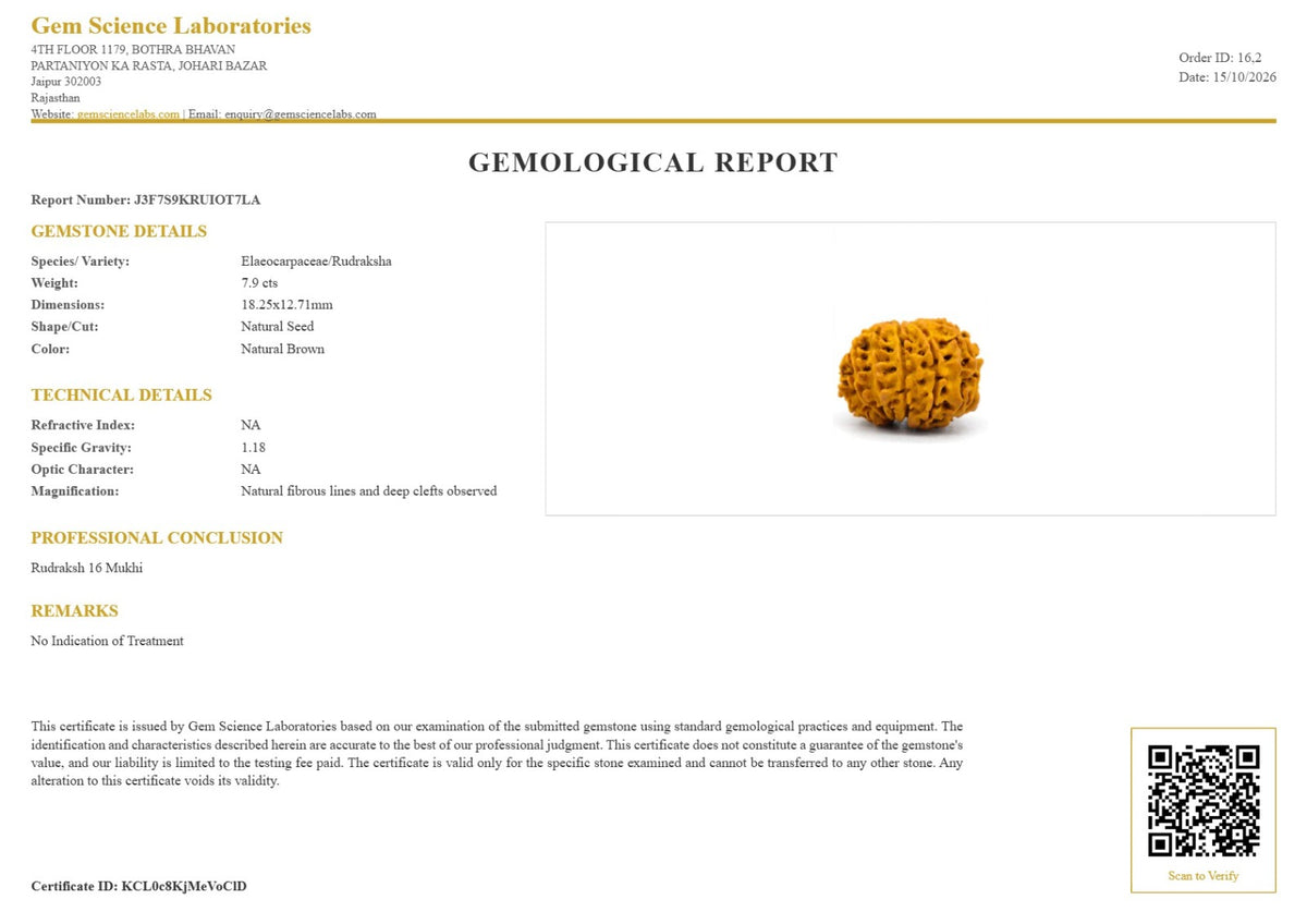 16 Mukhi Rudraksha