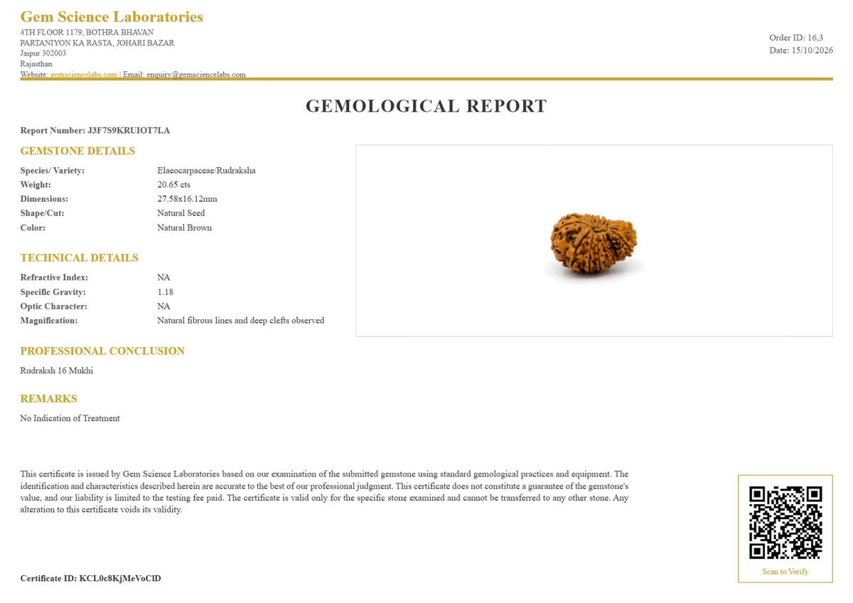 16 Mukhi Rudraksha