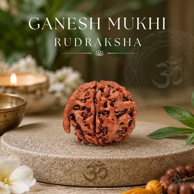 Ganesh Mukhi Rudraksha