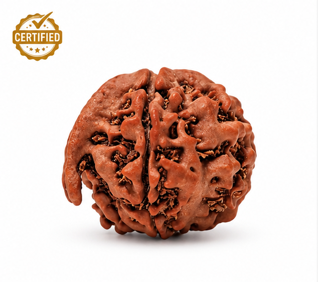 Ganesh Mukhi Rudraksha