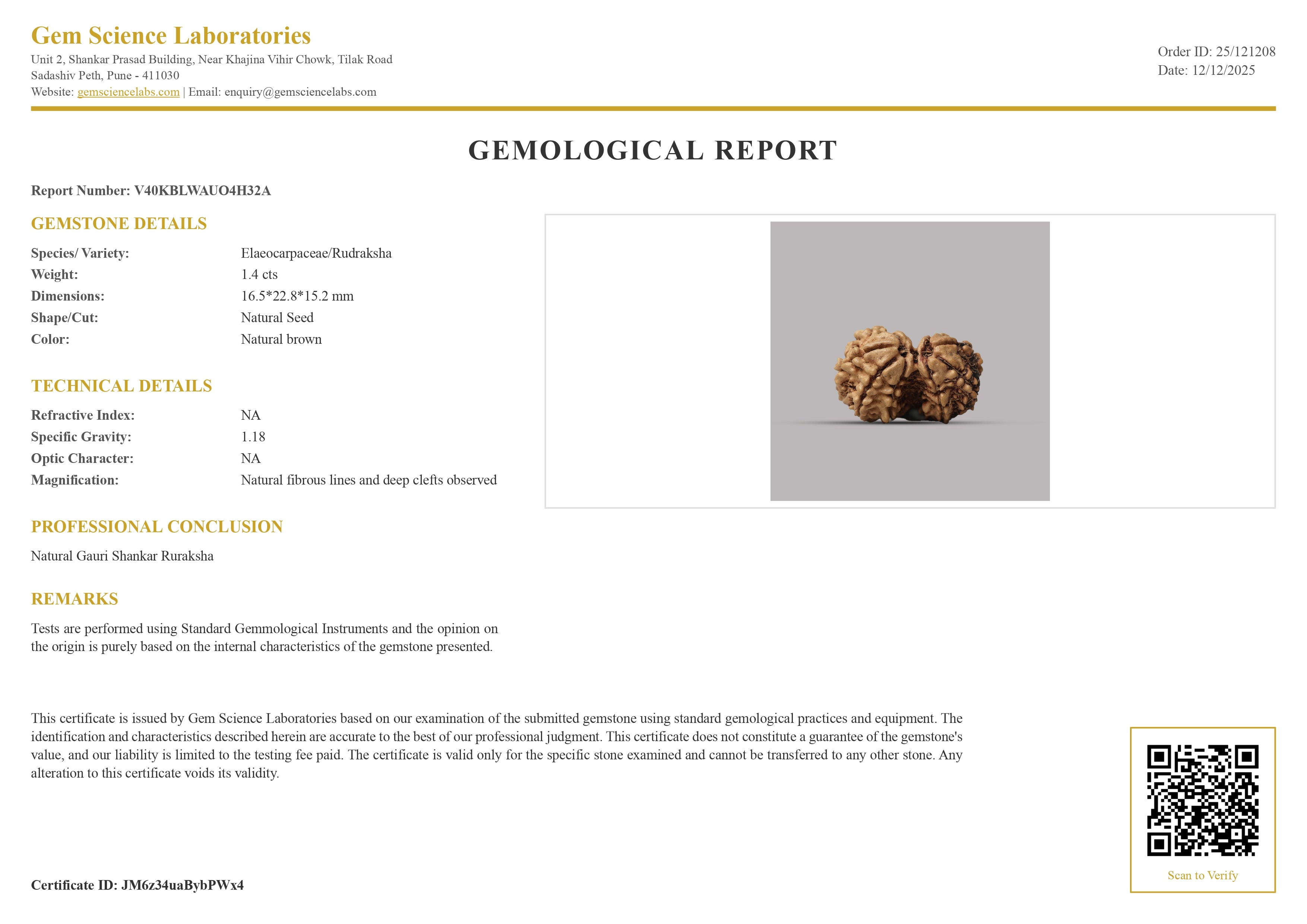 Gauri Shankar Rudraksha