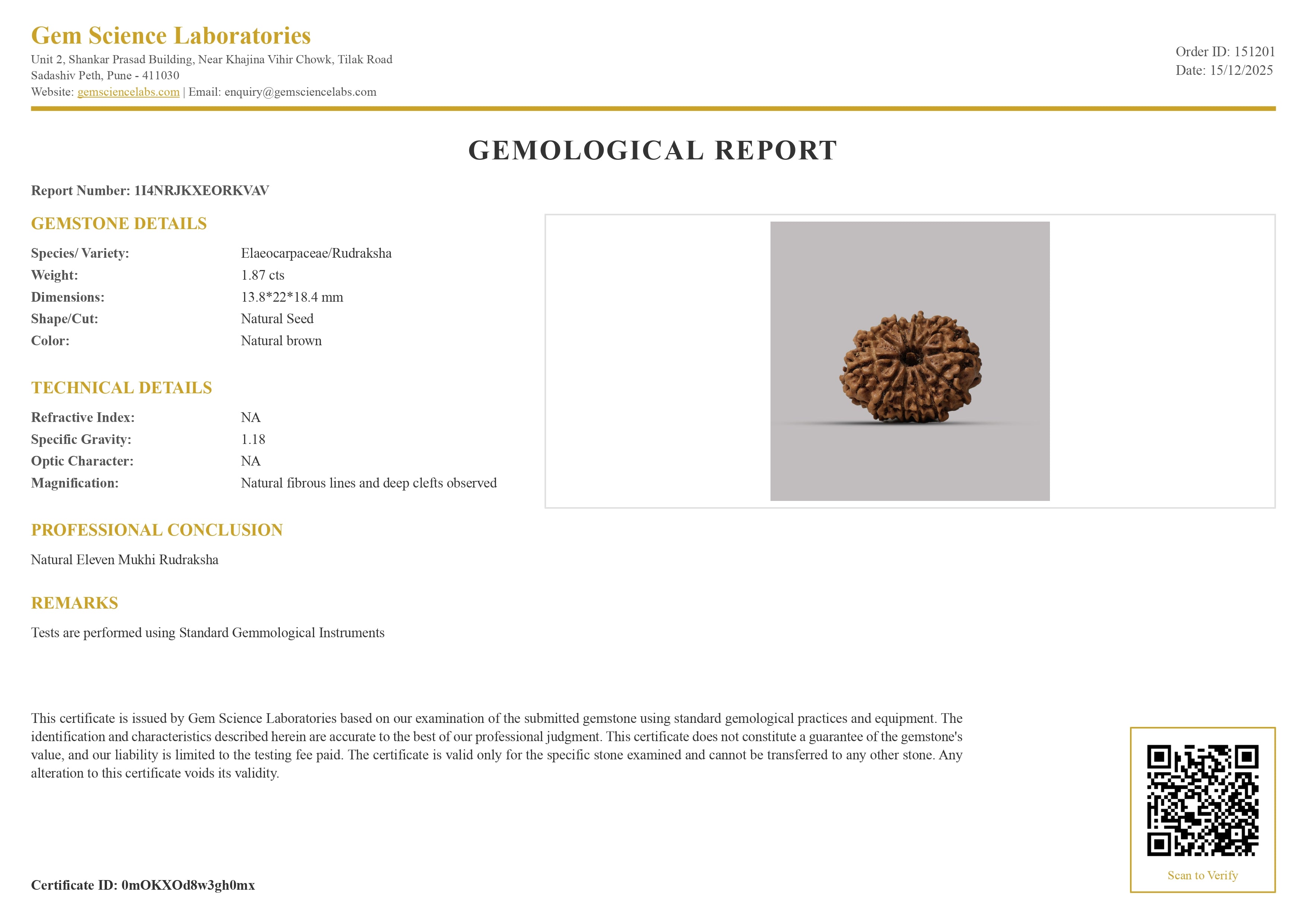 11 Mukhi Rudraksha