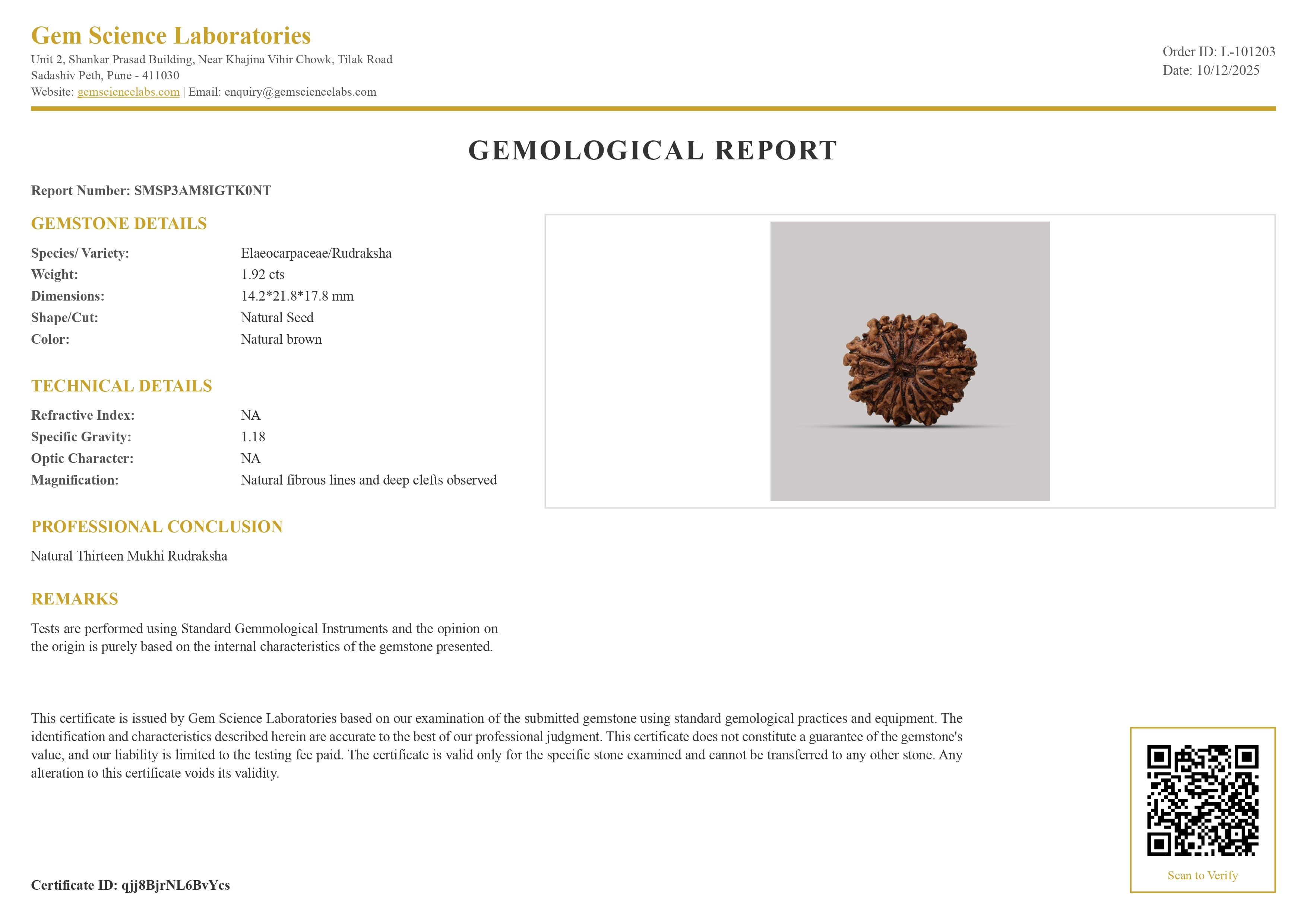 13 Mukhi Rudraksha