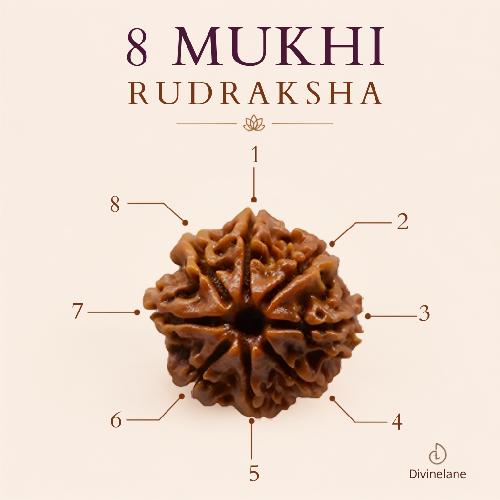 8 mukhi Rudraksha (Nepali)