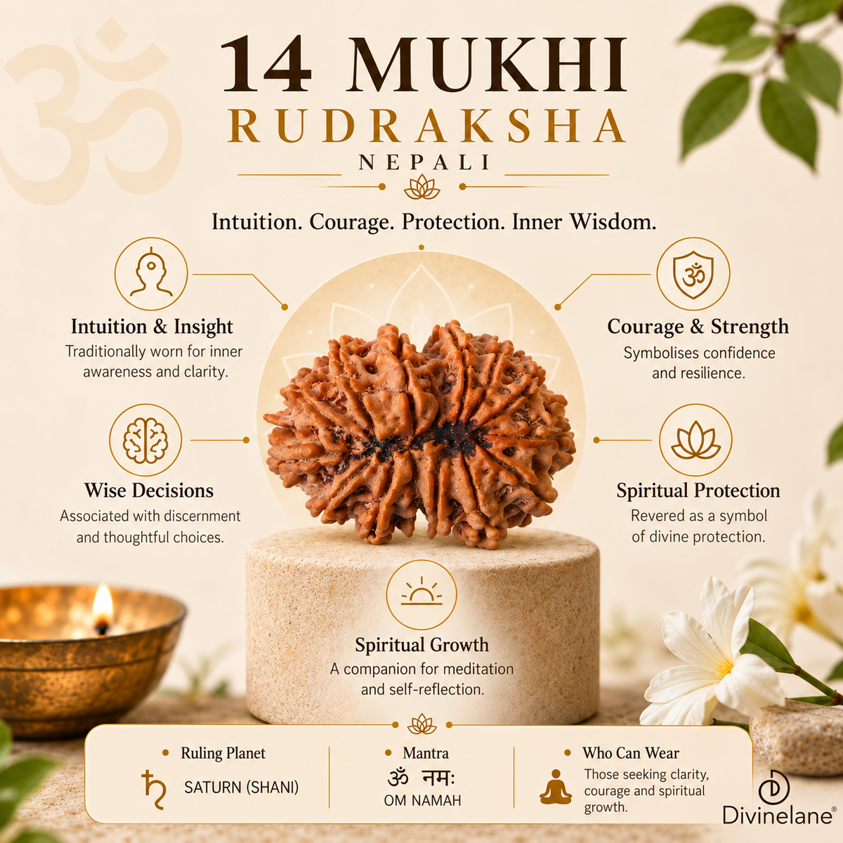14 Mukhi Rudraksha