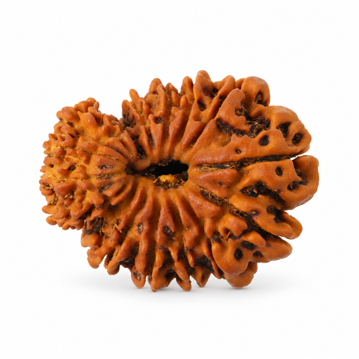 16 Mukhi Rudraksha