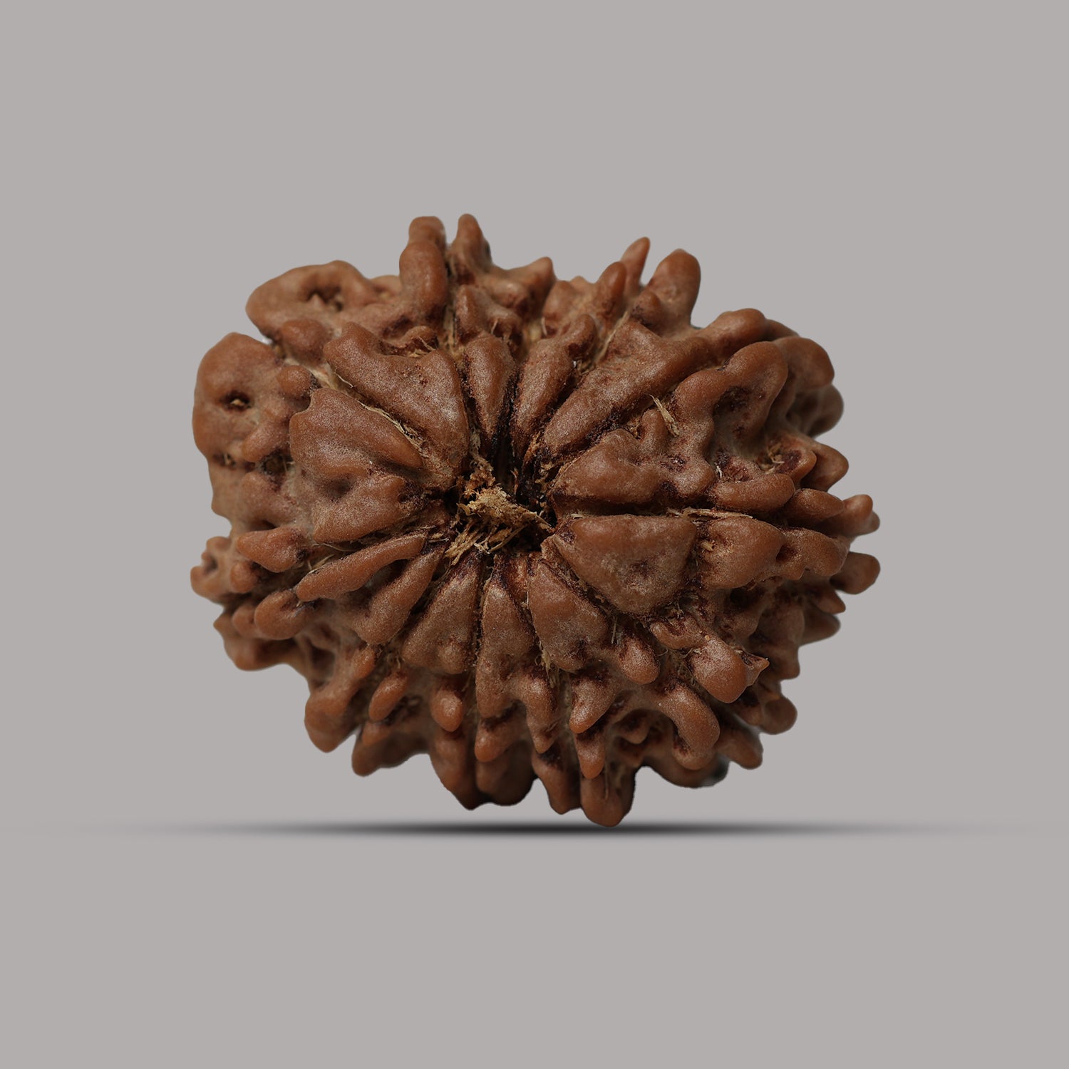 11 Mukhi Rudraksha