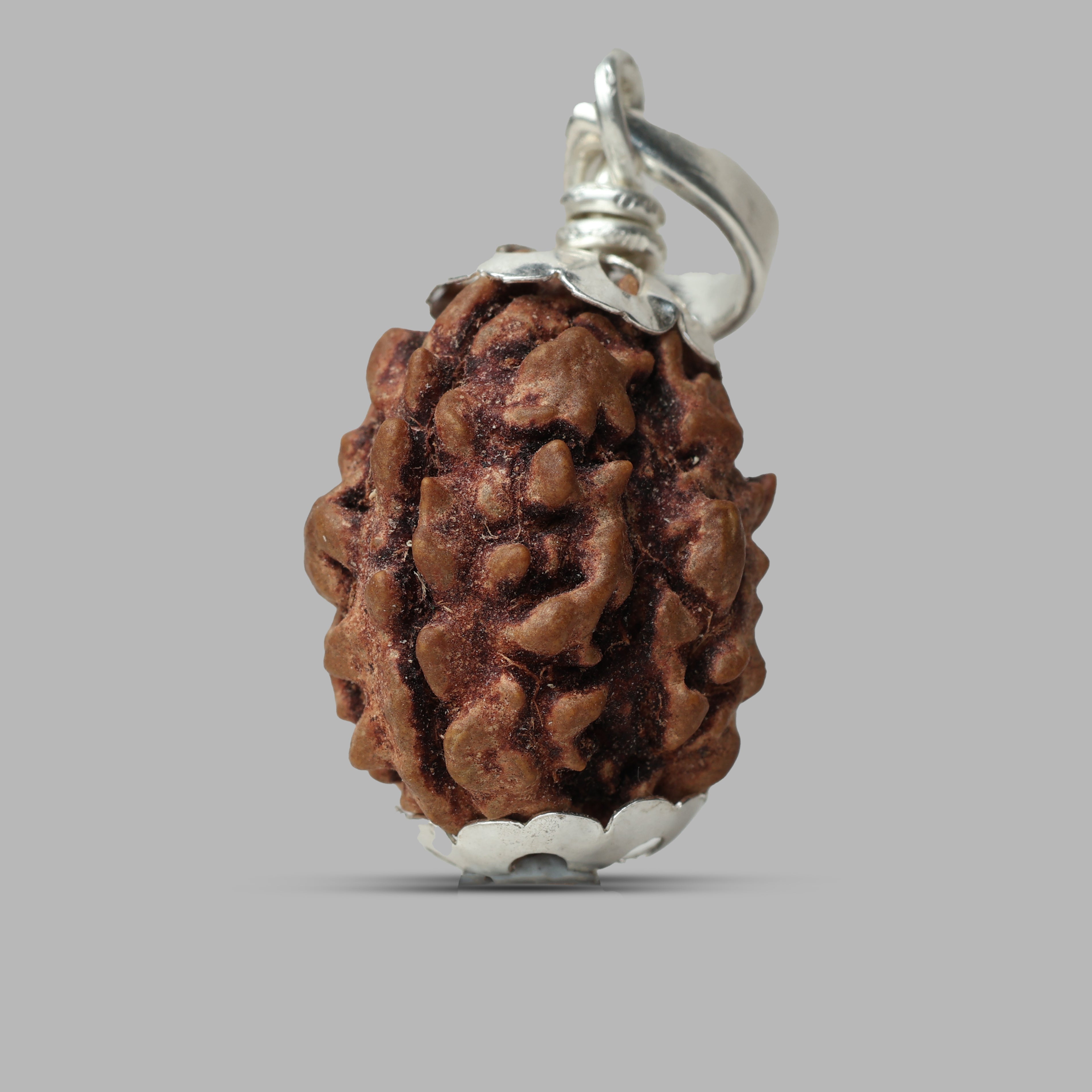 3 Mukhi Rudraksha
