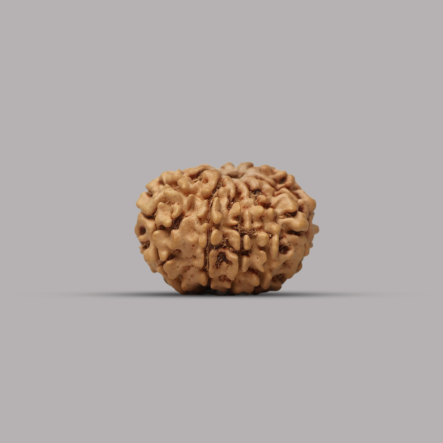 10 Mukhi Rudraksha