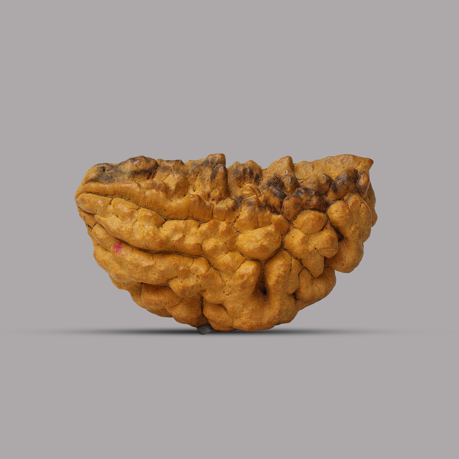 1 Mukhi Rudraksha 3.55