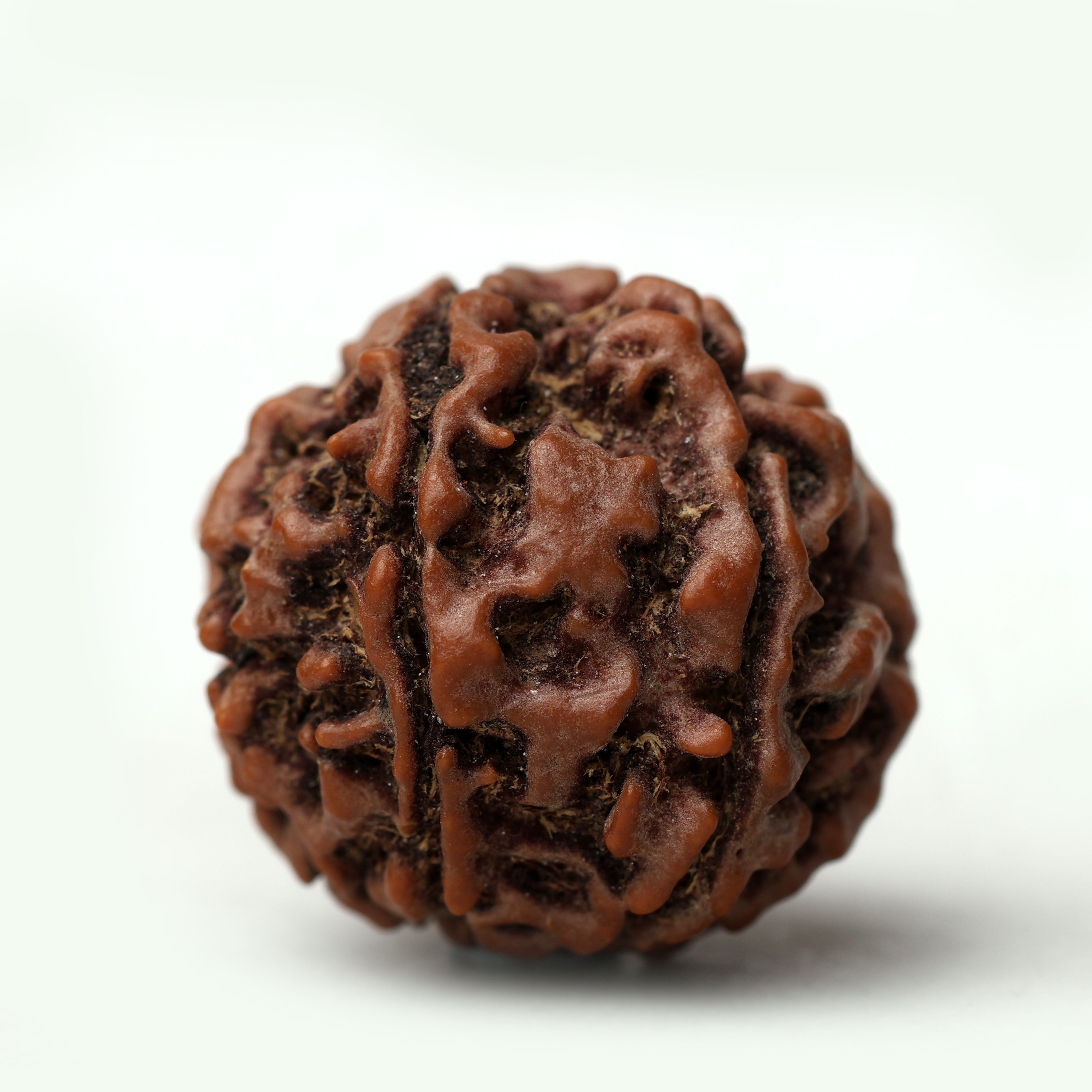 8 Mukhi Rudraksha