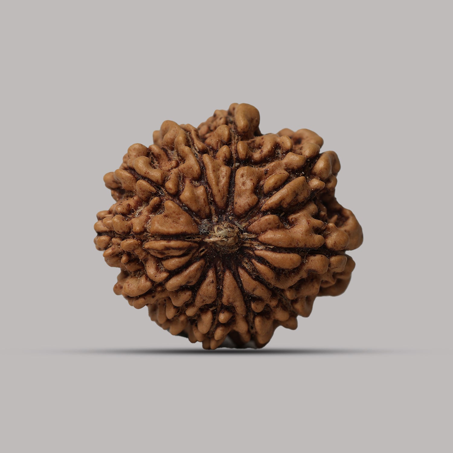 11 Mukhi Rudraksha