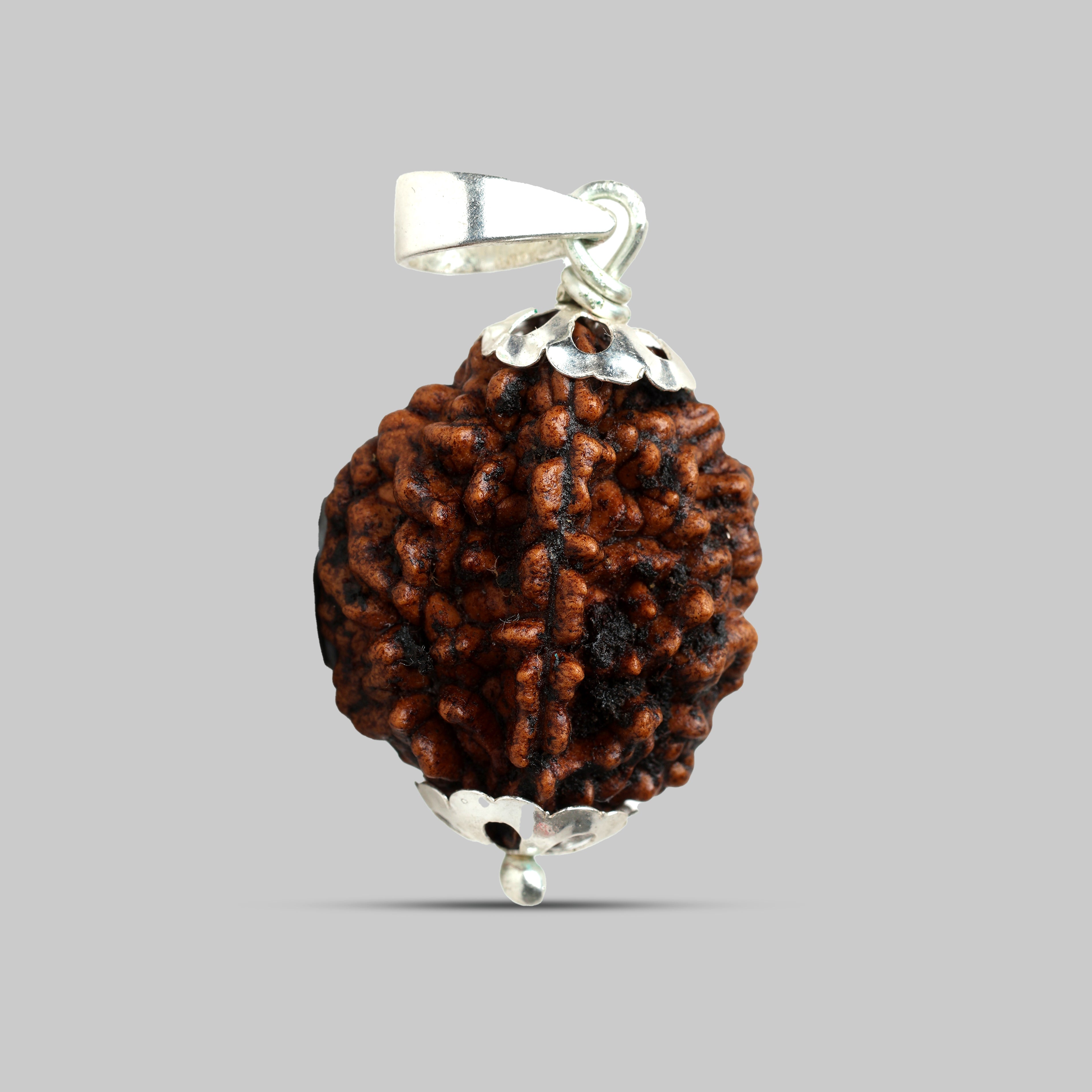 2 Mukhi Rudraksha