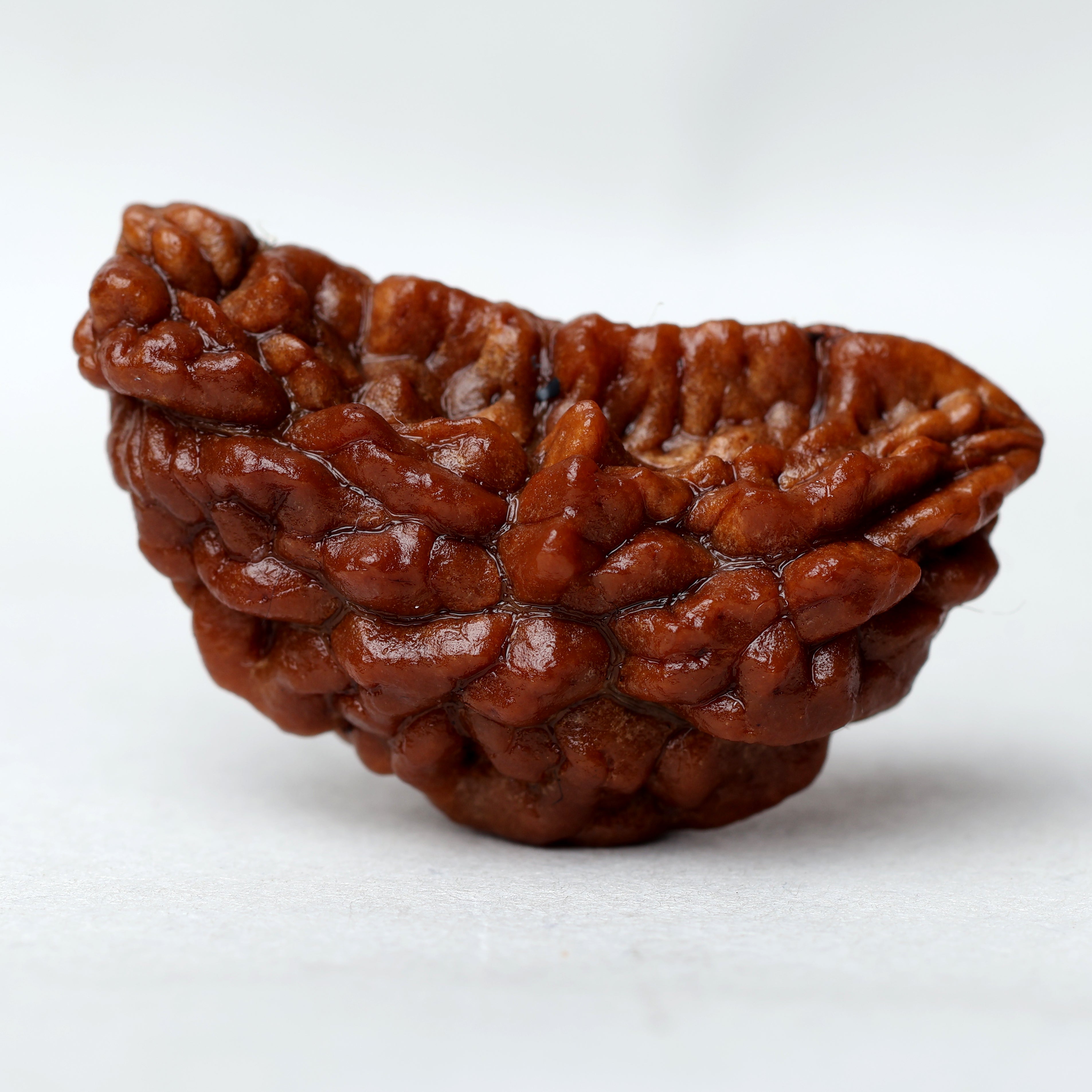 1 Mukhi Rudraksha