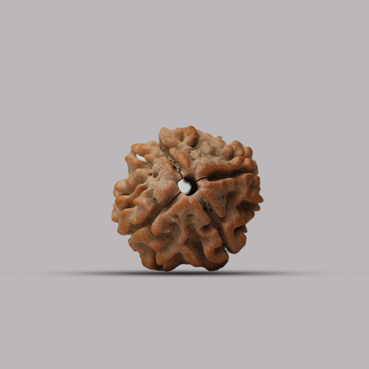4 Mukhi Rudraksha