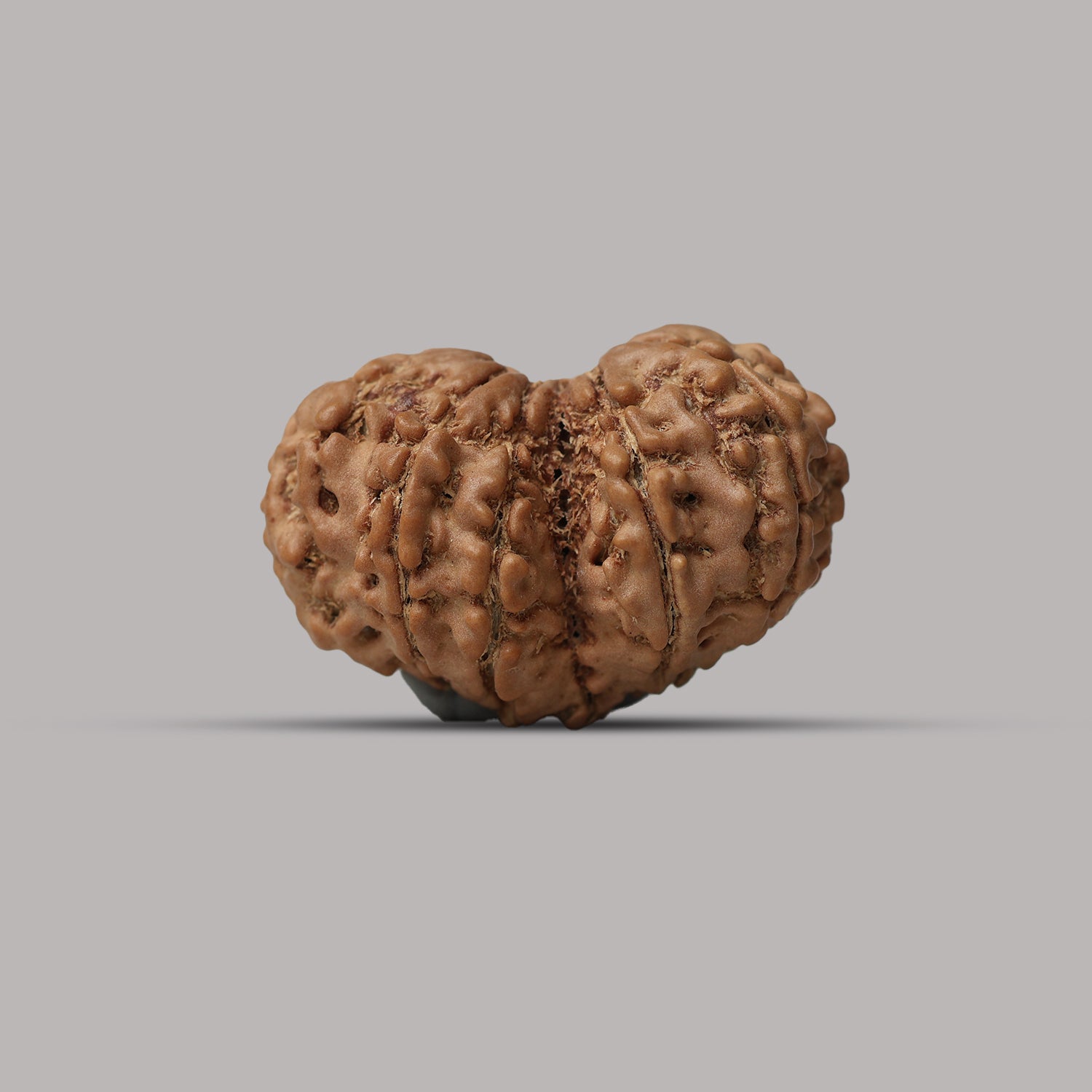 Gauri Shankar Rudraksha
