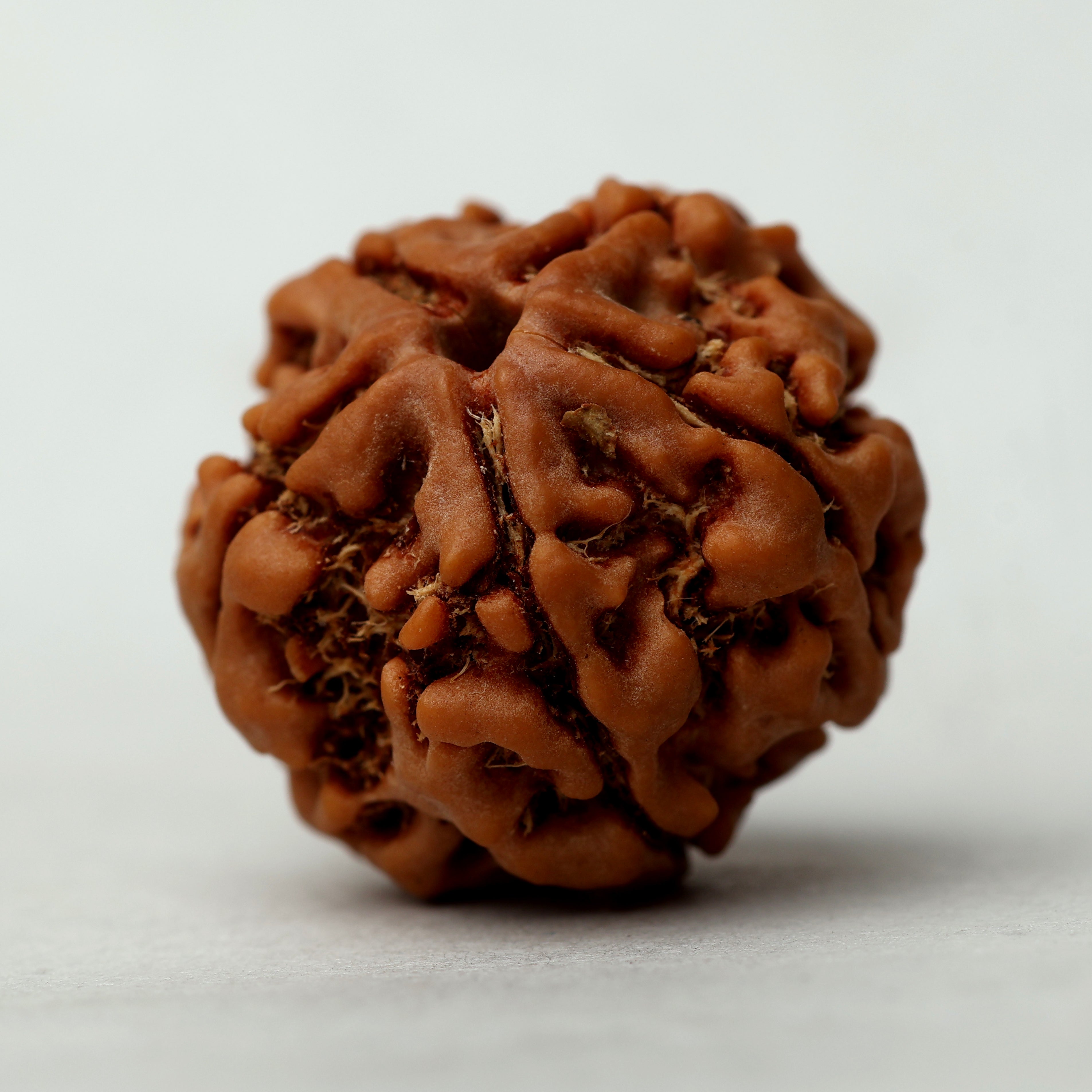 5 Mukhi Rudraksha