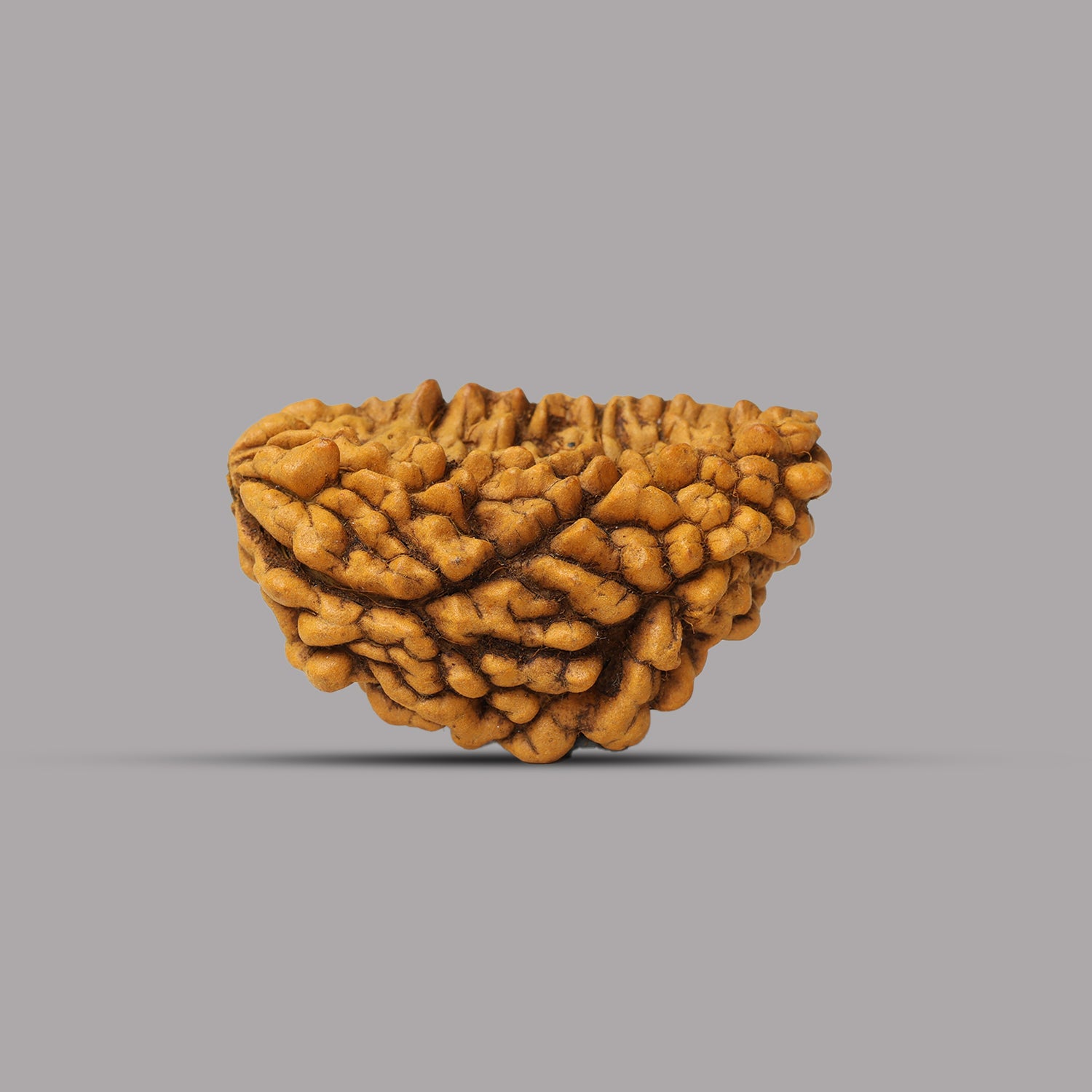 1 Mukhi Rudraksha 1.87