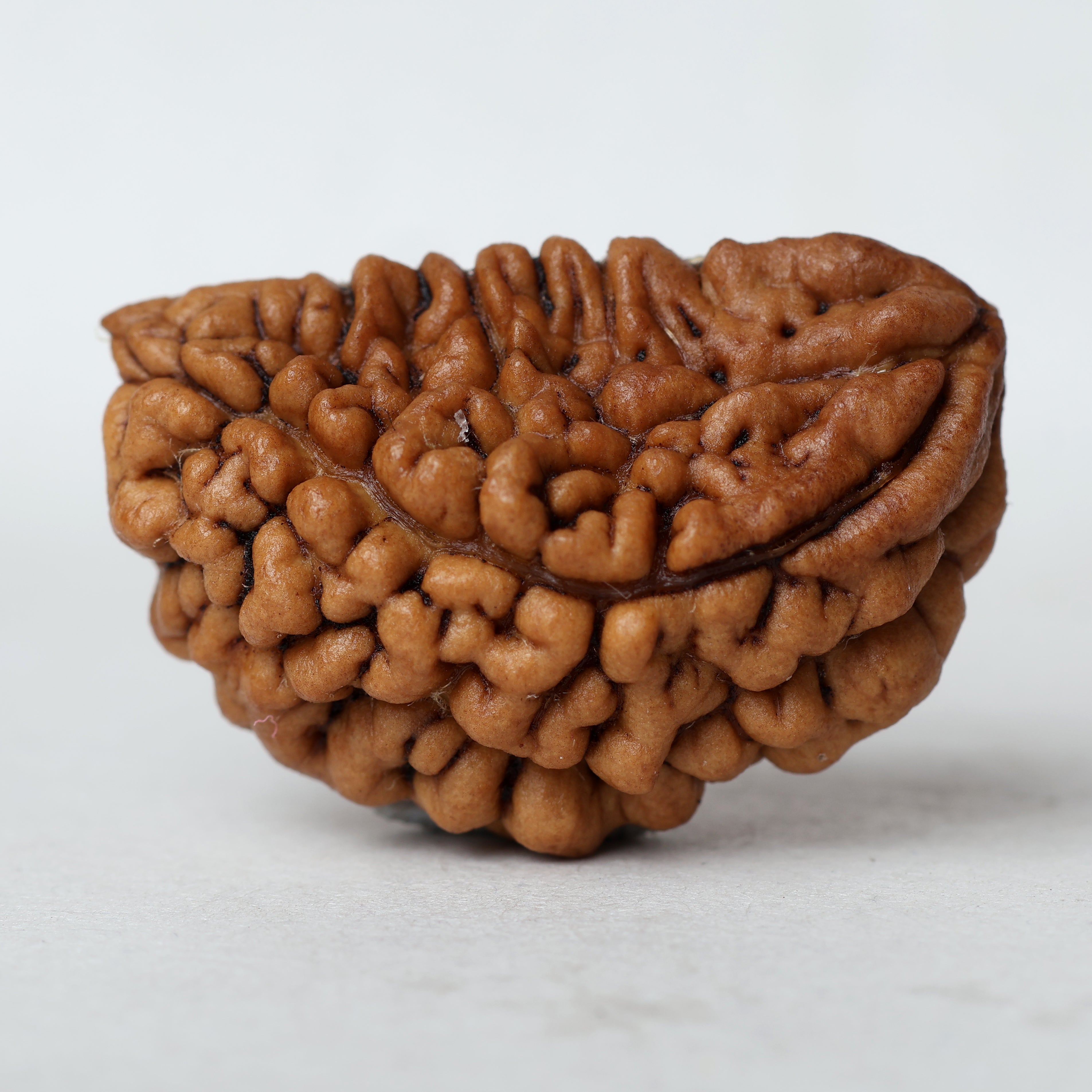 2 Mukhi Rudraksha