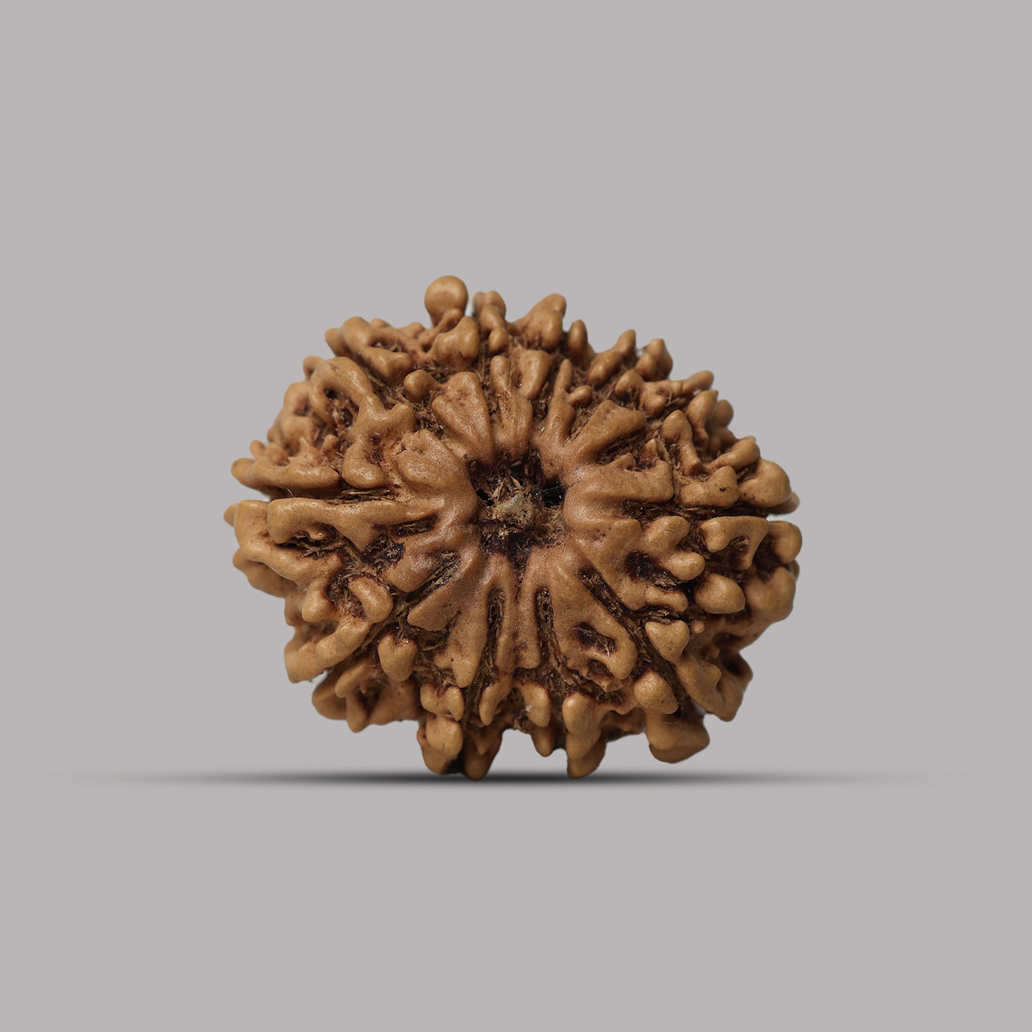 11 Mukhi Rudraksha