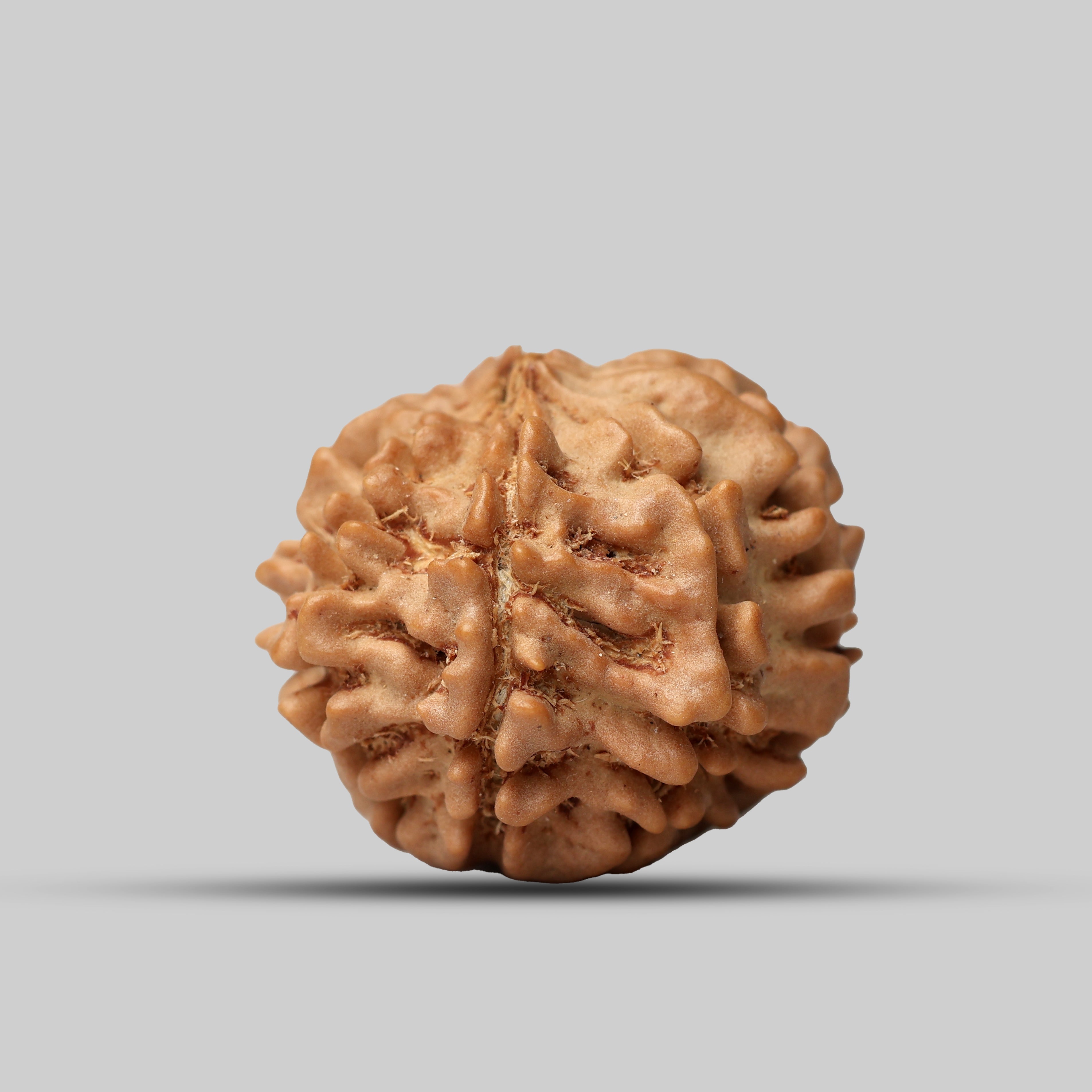 9 Mukhi Rudraksha
