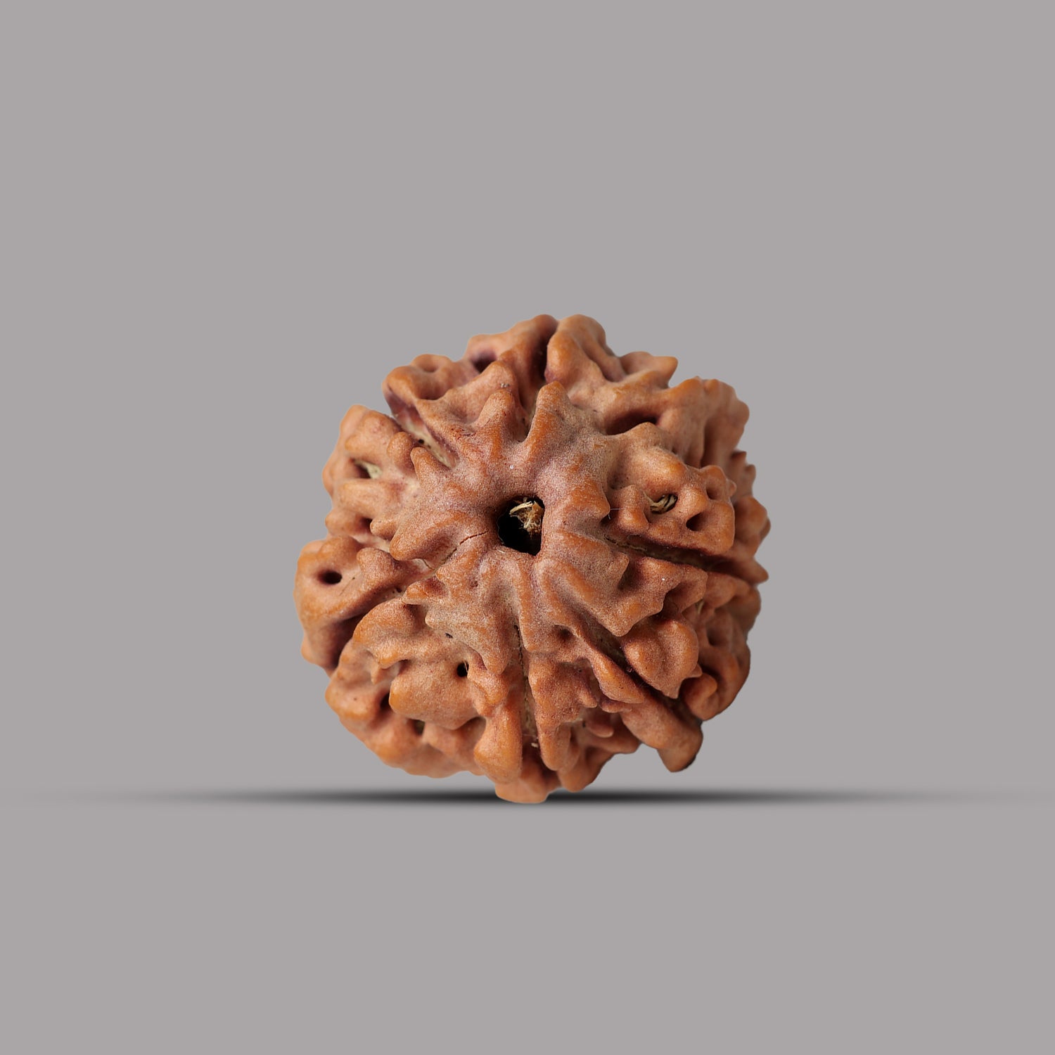 7 Mukhi Rudraksha