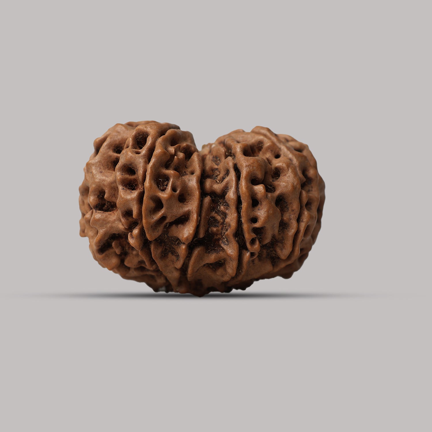 Gauri Shankar Rudraksha