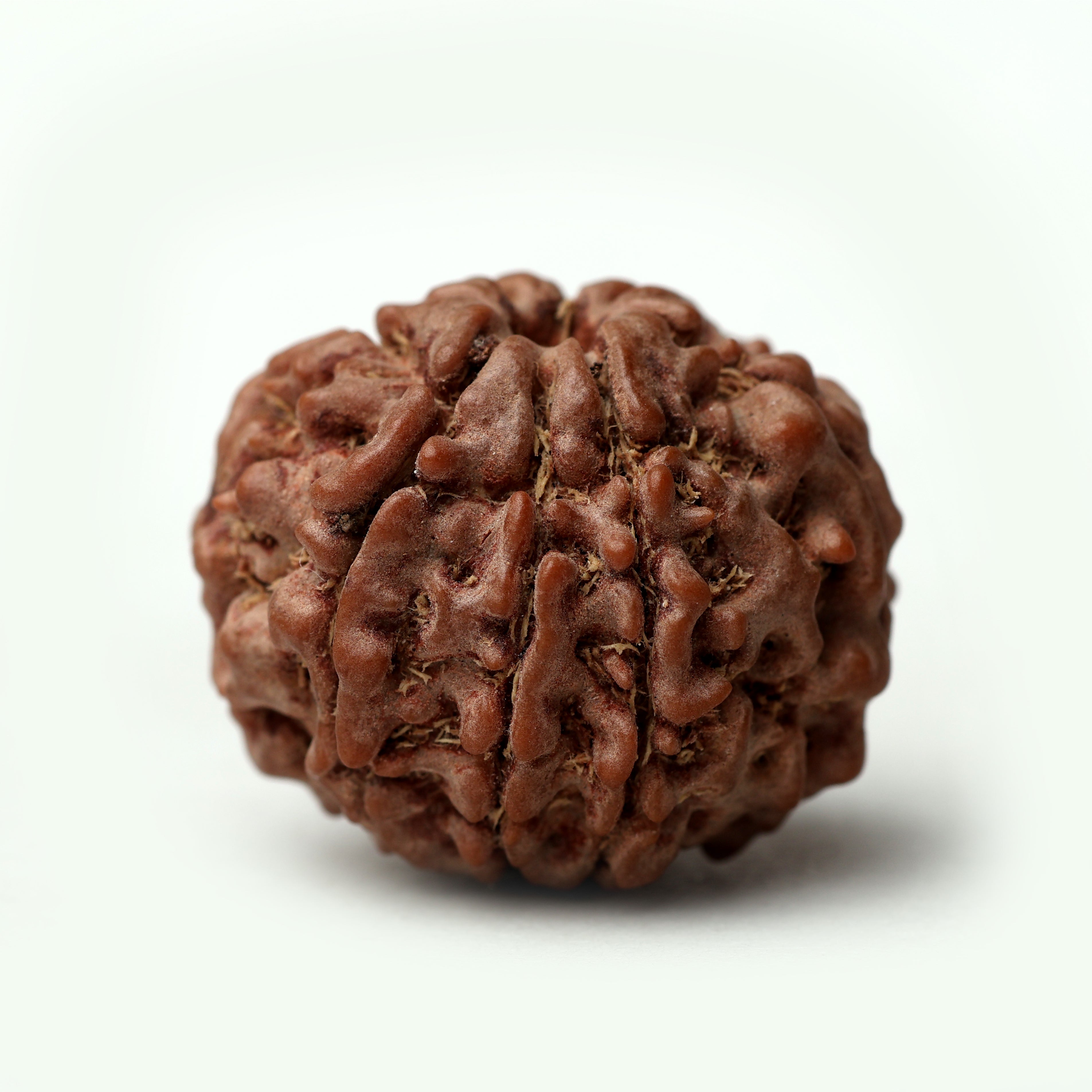 8 Mukhi Rudraksha