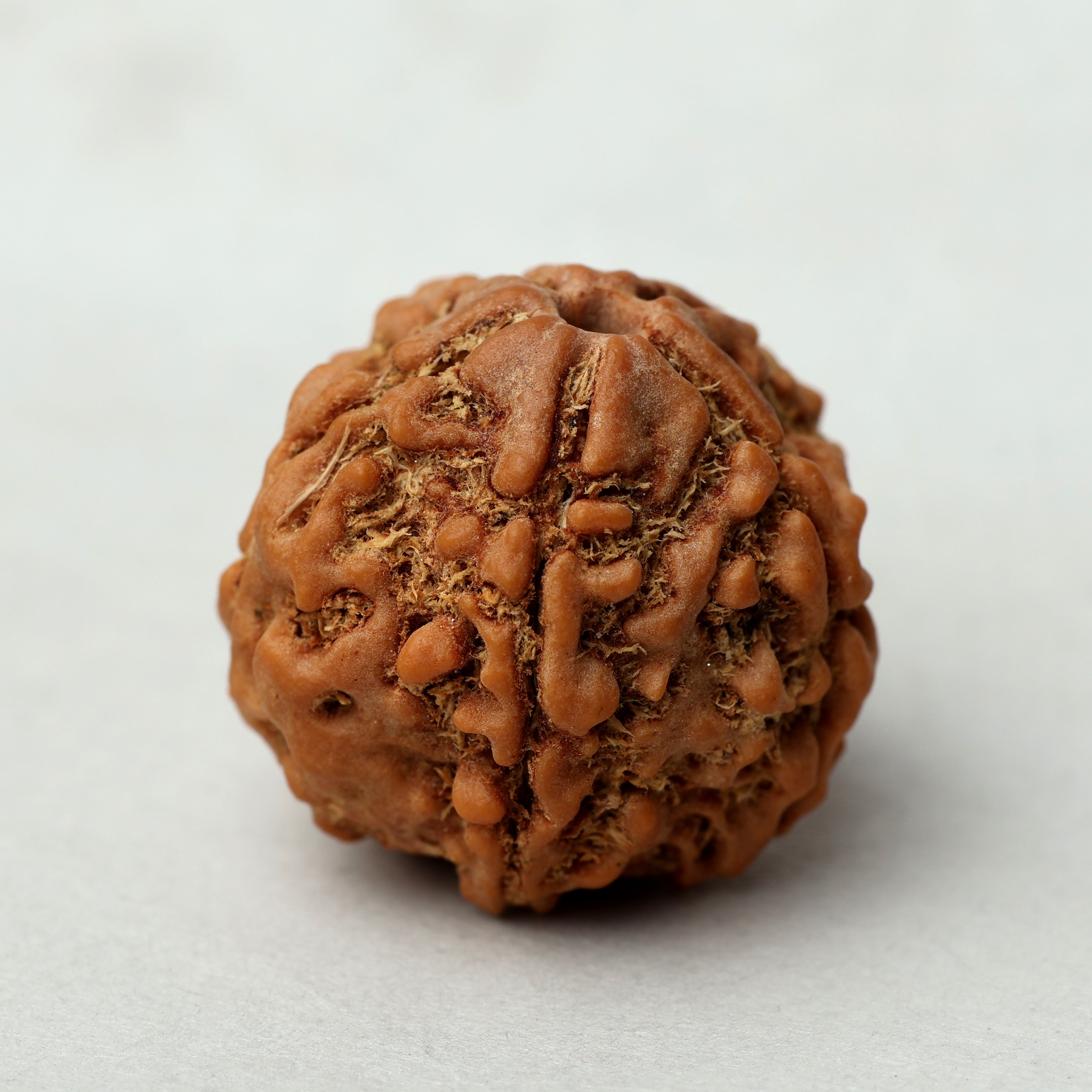 5 Mukhi Rudraksha