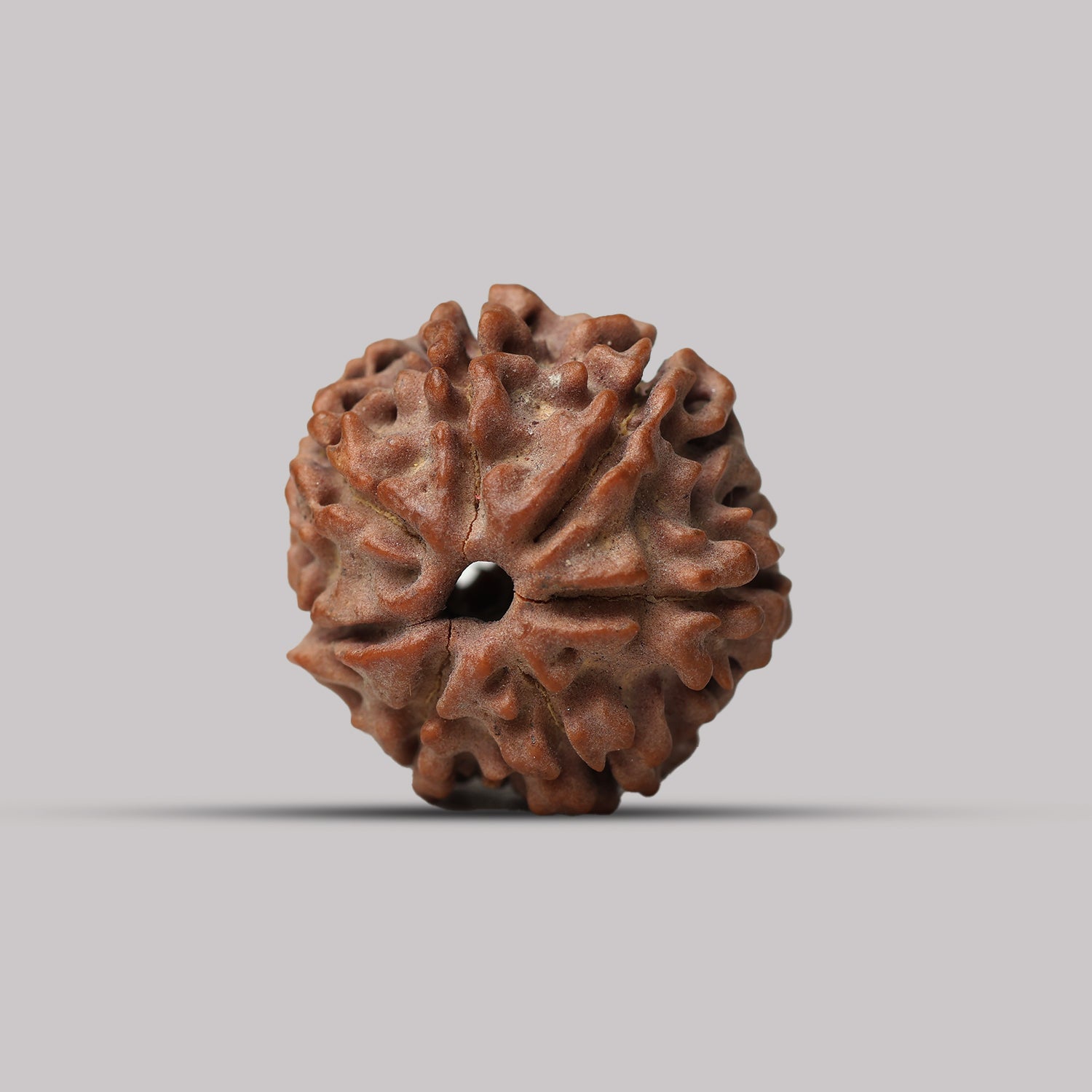 7 Mukhi Rudraksha