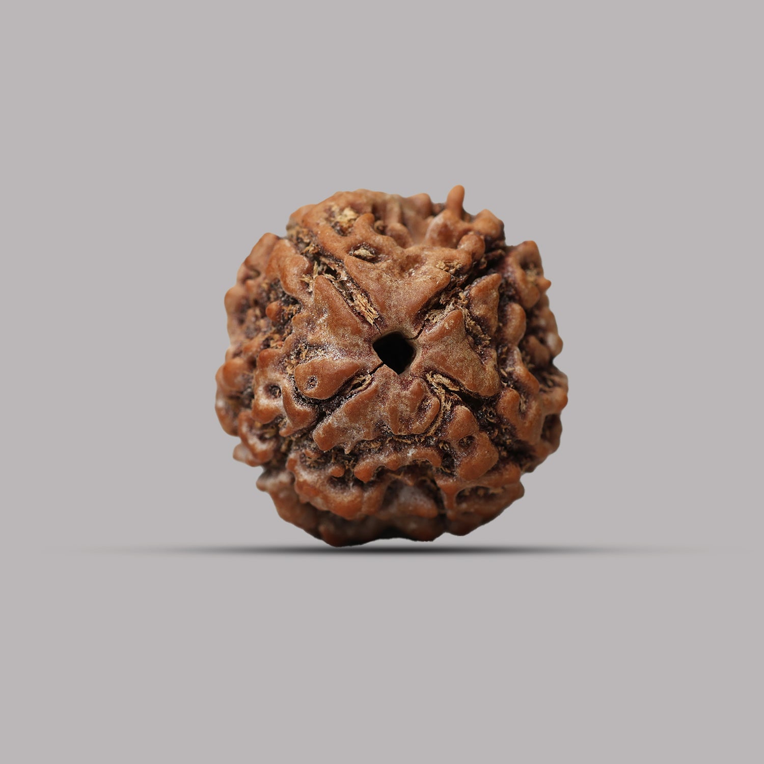4 Mukhi Rudraksha