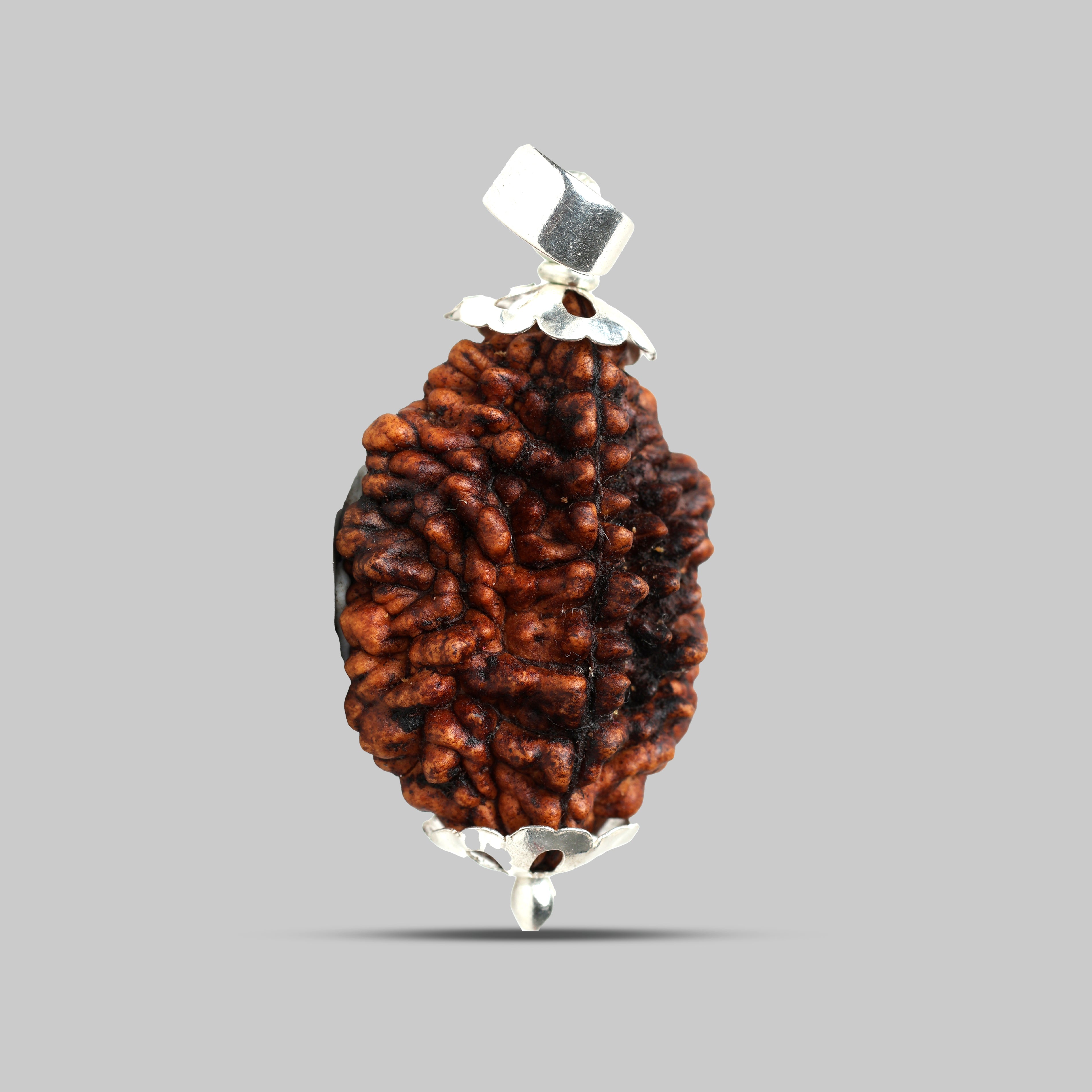 2 Mukhi Rudraksha